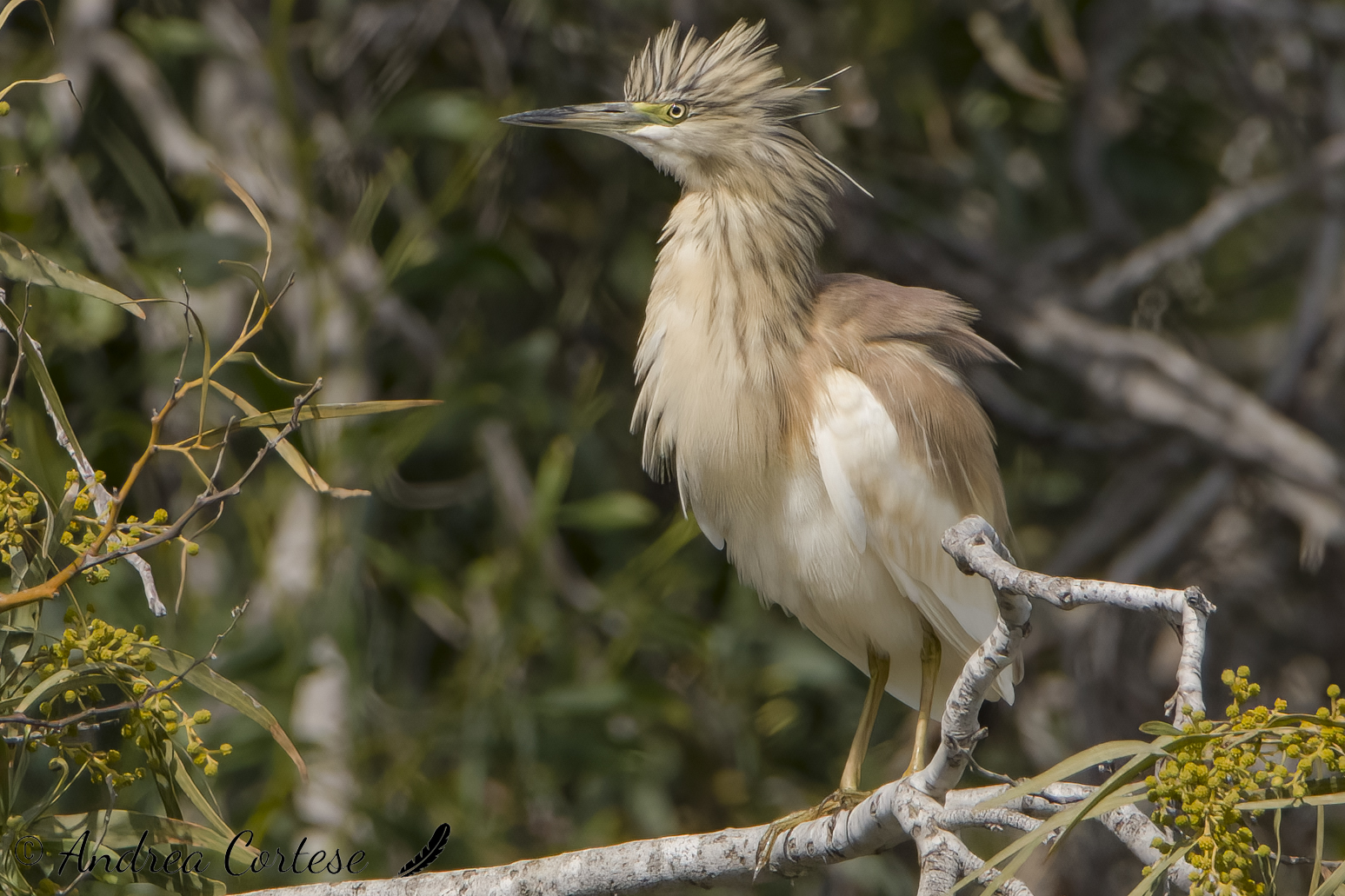 Sgarza ciuffetto (Ardeola ralloides)