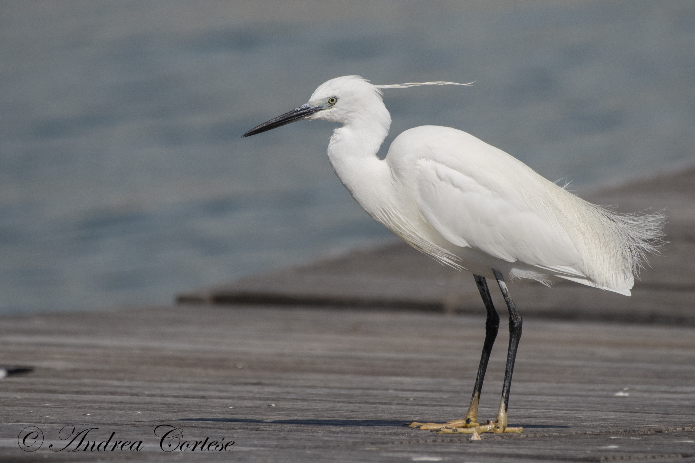 Garzetta (Egretta garzetta)