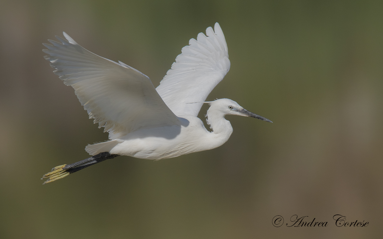 Garzetta (Egretta garzetta)