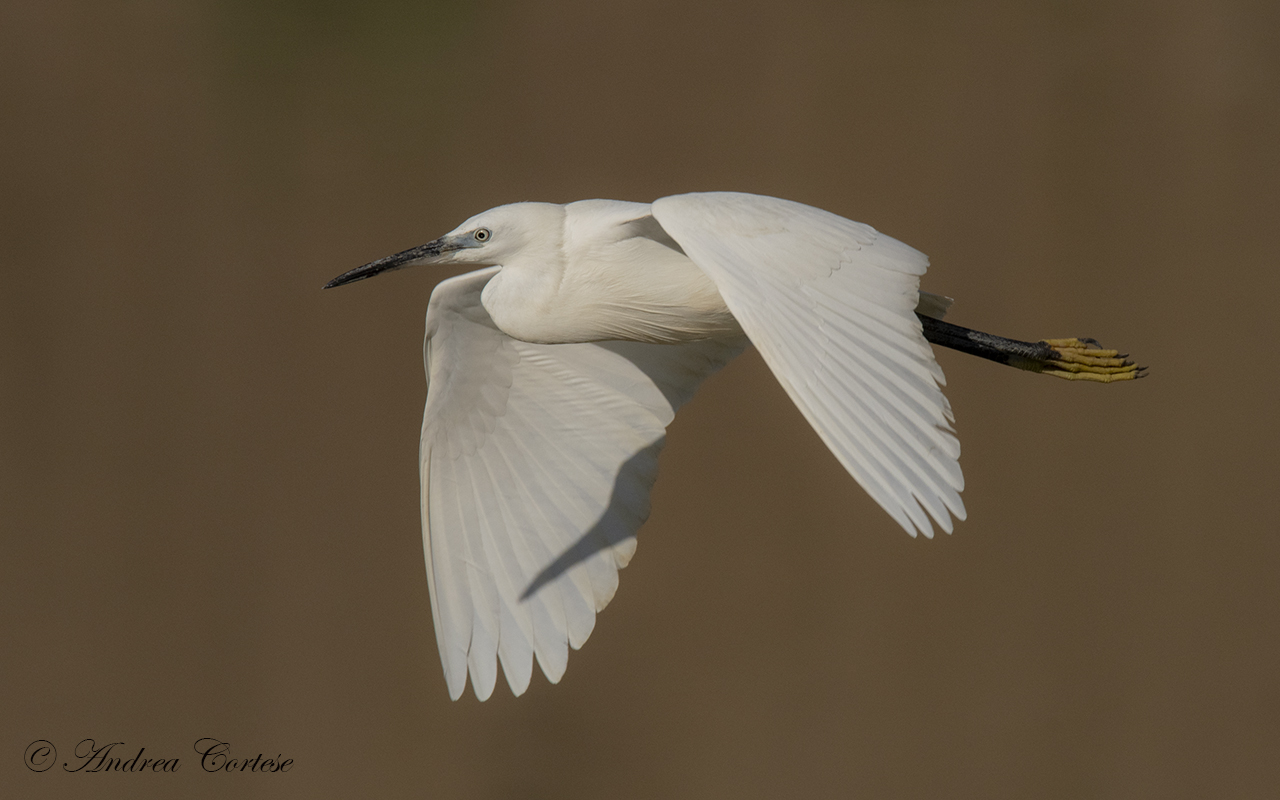 Garzetta (Egretta garzetta)