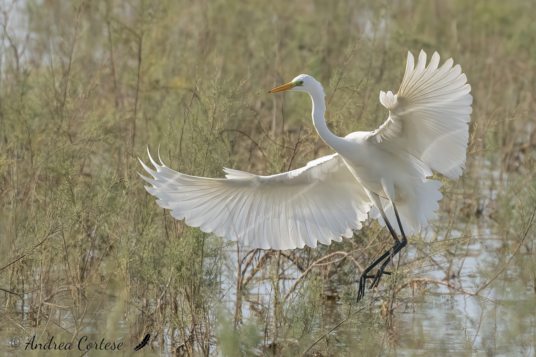 Airone bianco maggiore (Casmedorius alba)