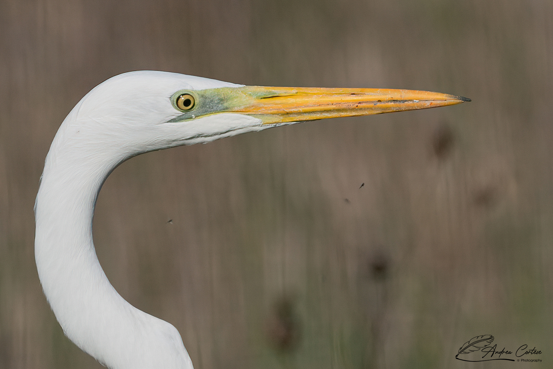Airone bianco maggiore (Casmedorius alba)