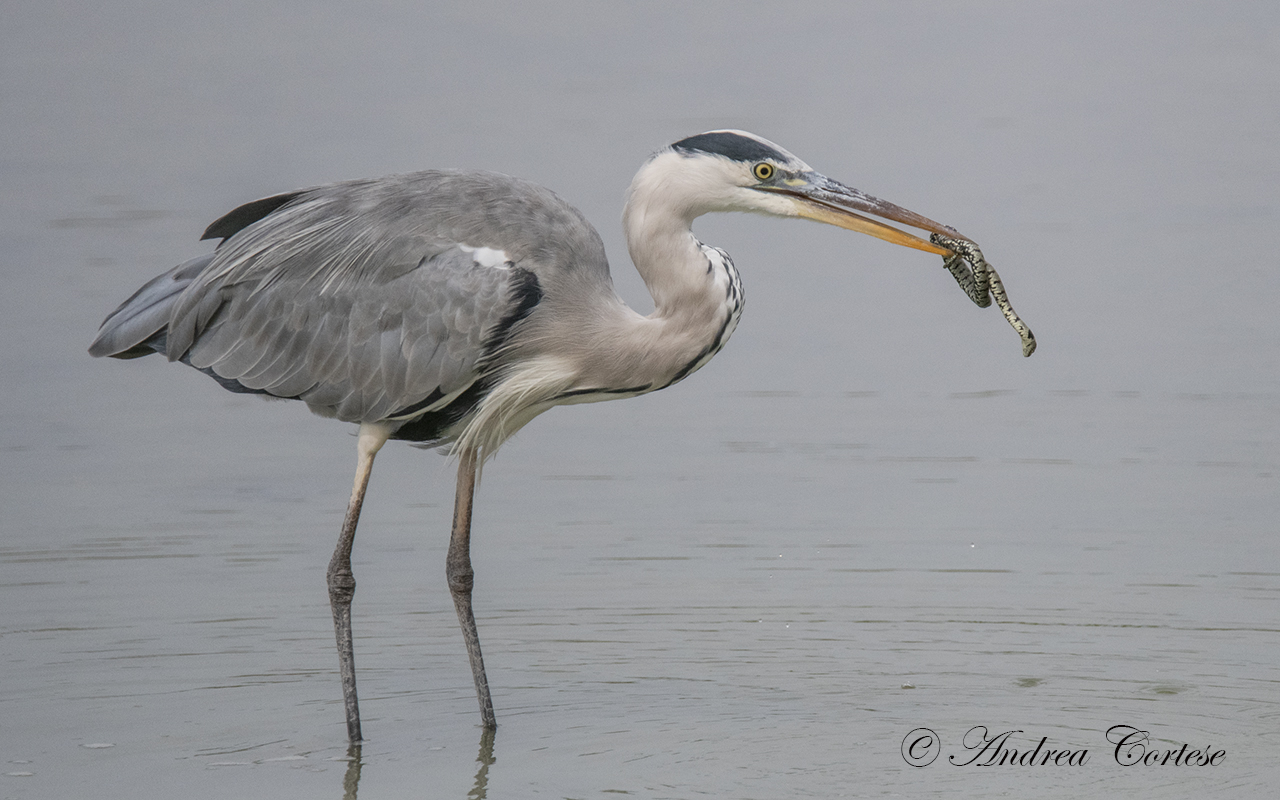 Airone cenerino (Ardea cinerea)