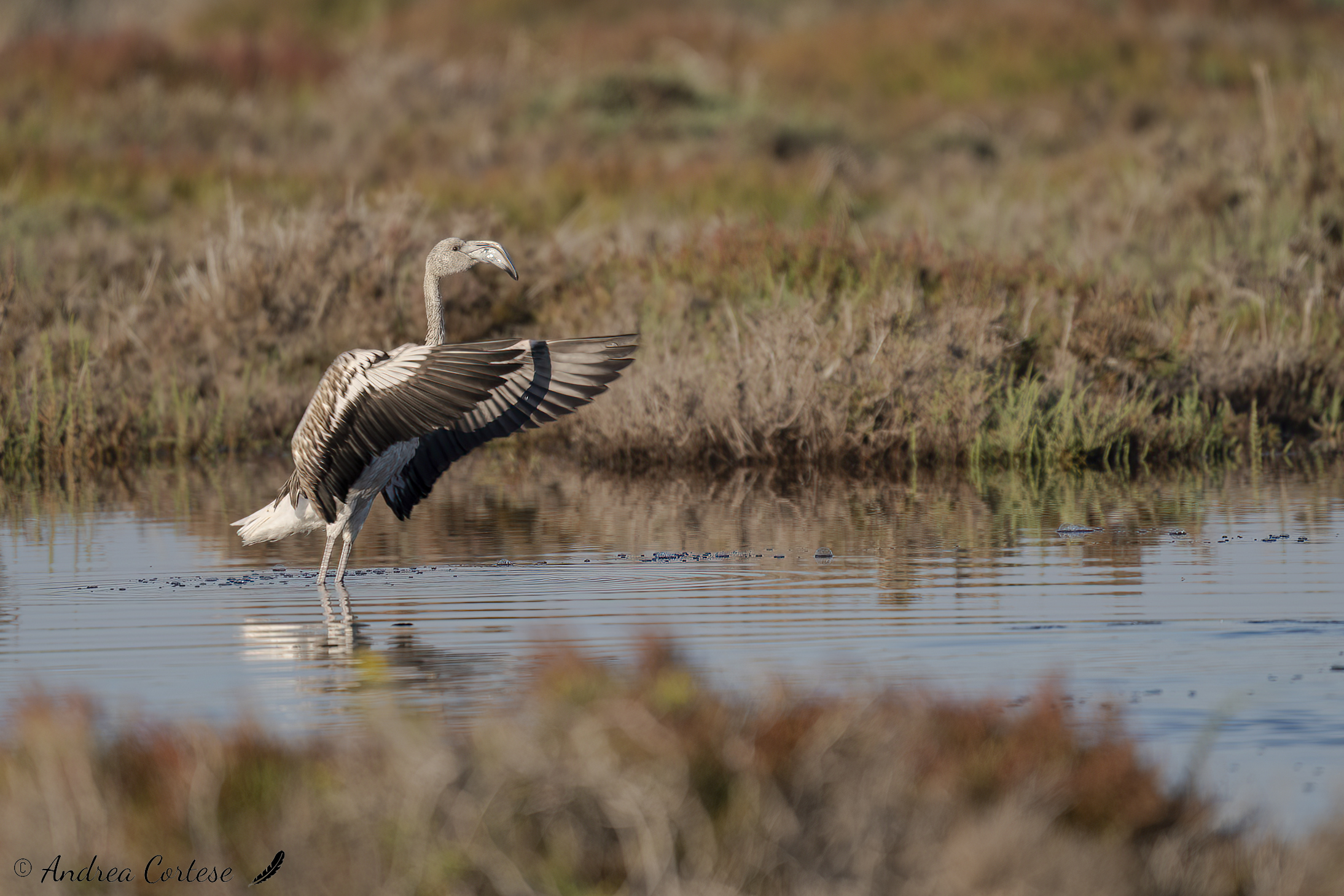 Fenicottero (Phoenicopterus roseus)