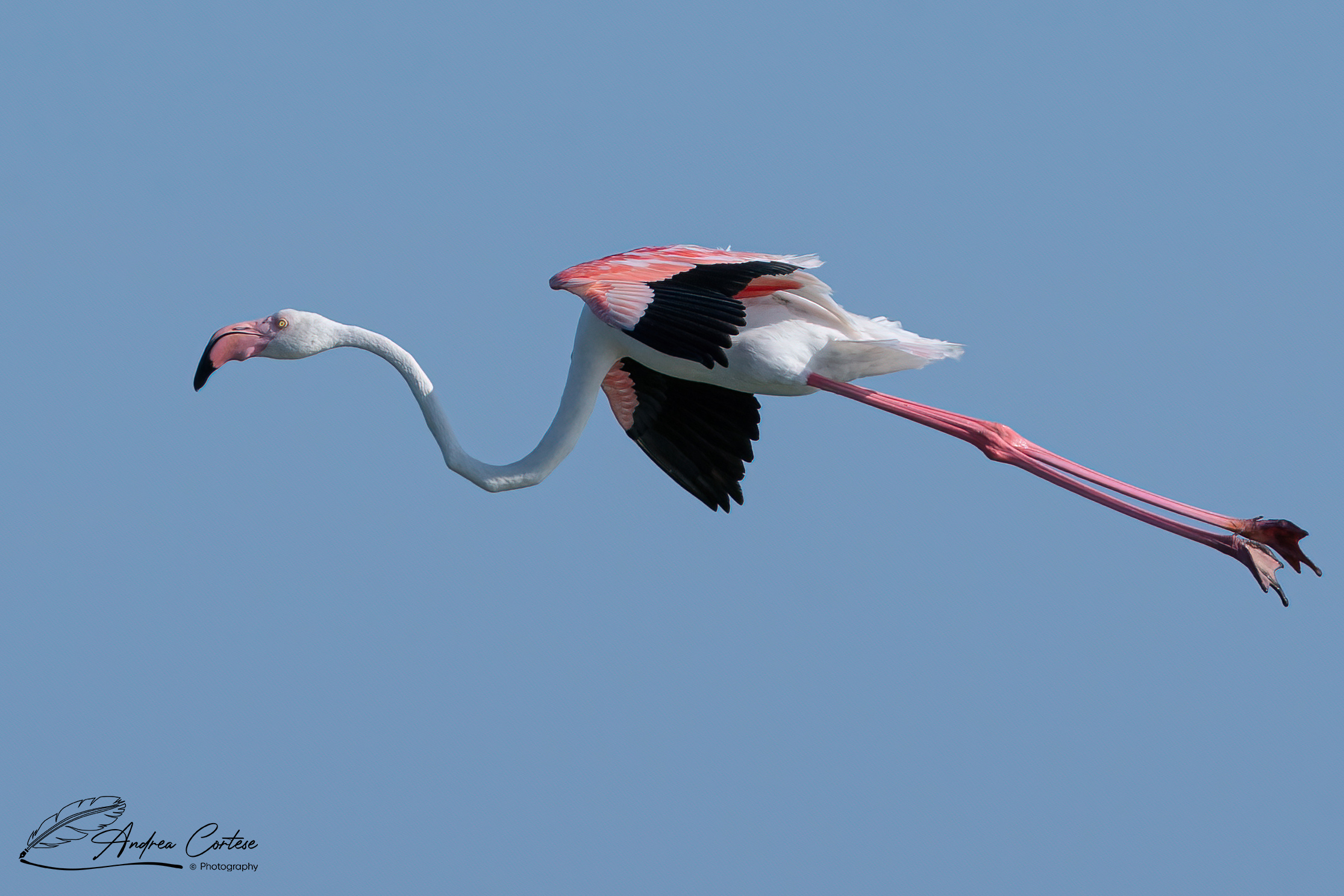 Fenicottero (Phoenicopterus roseus)