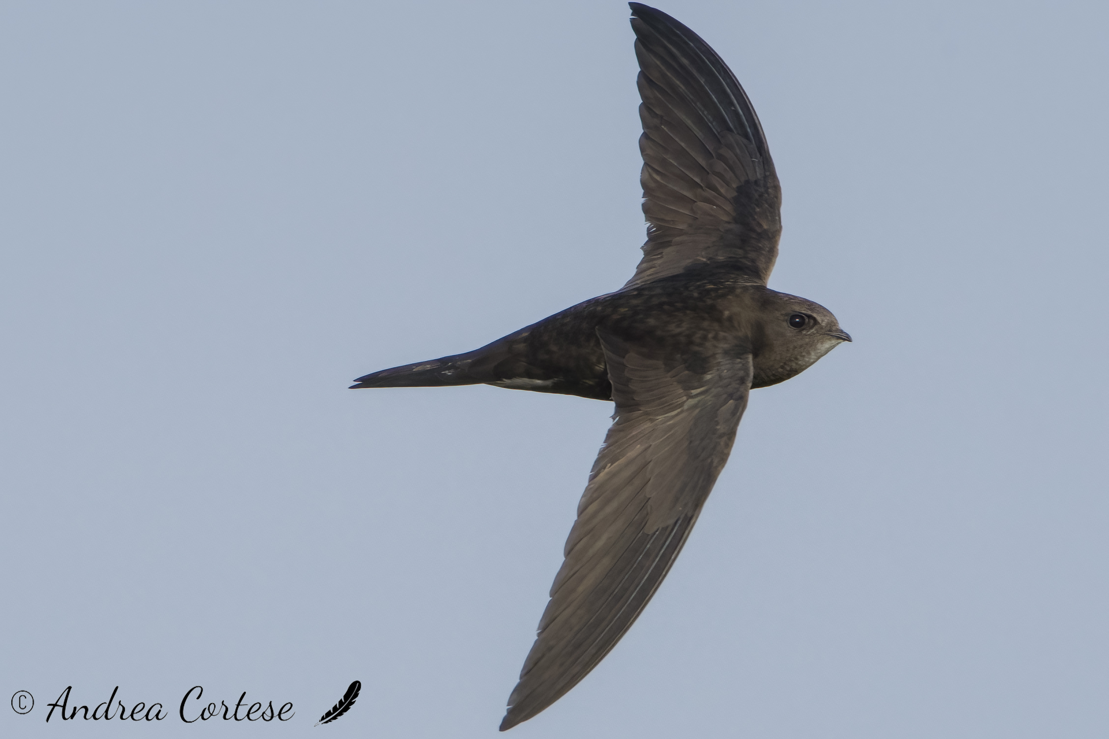 Rondone (Apus apus)