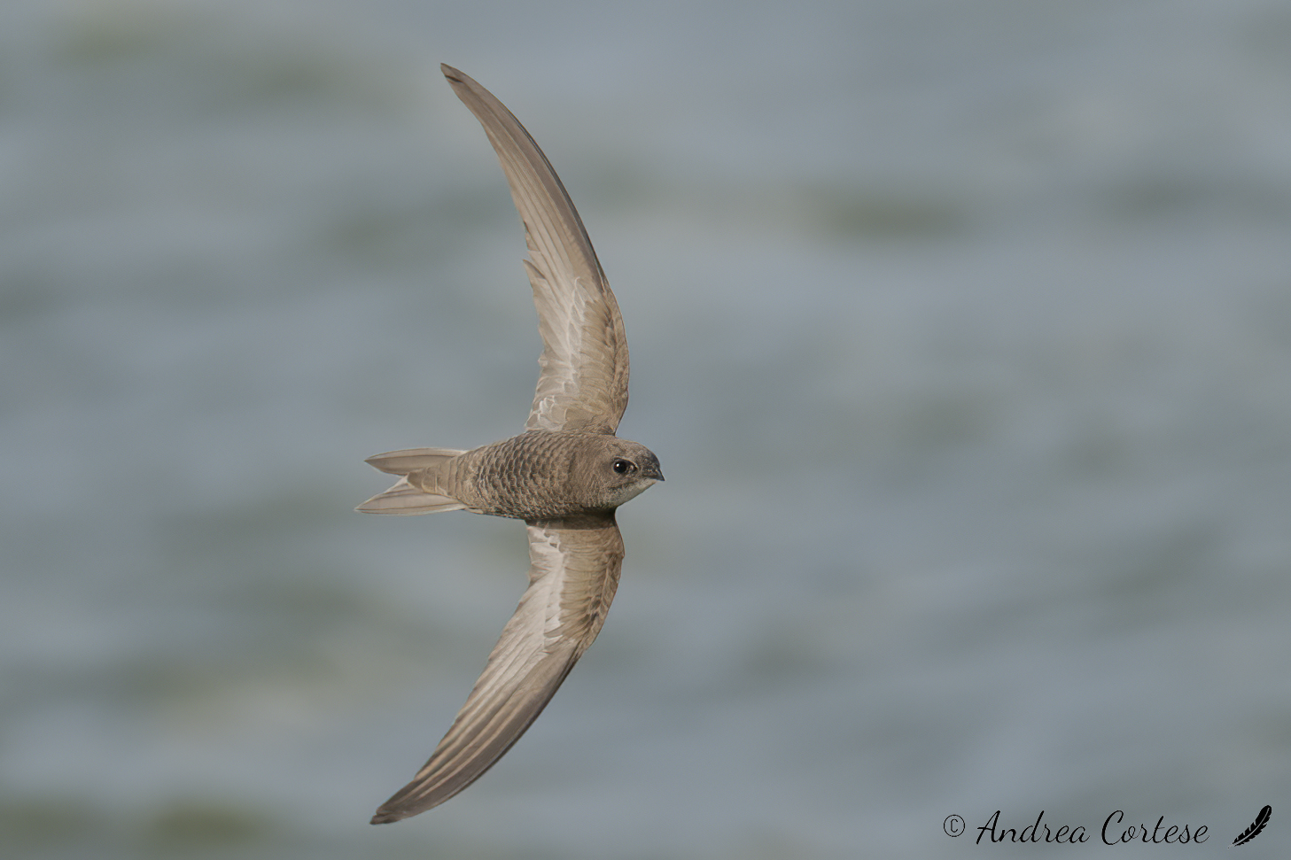 Rondone pallido (Apus pallidus)