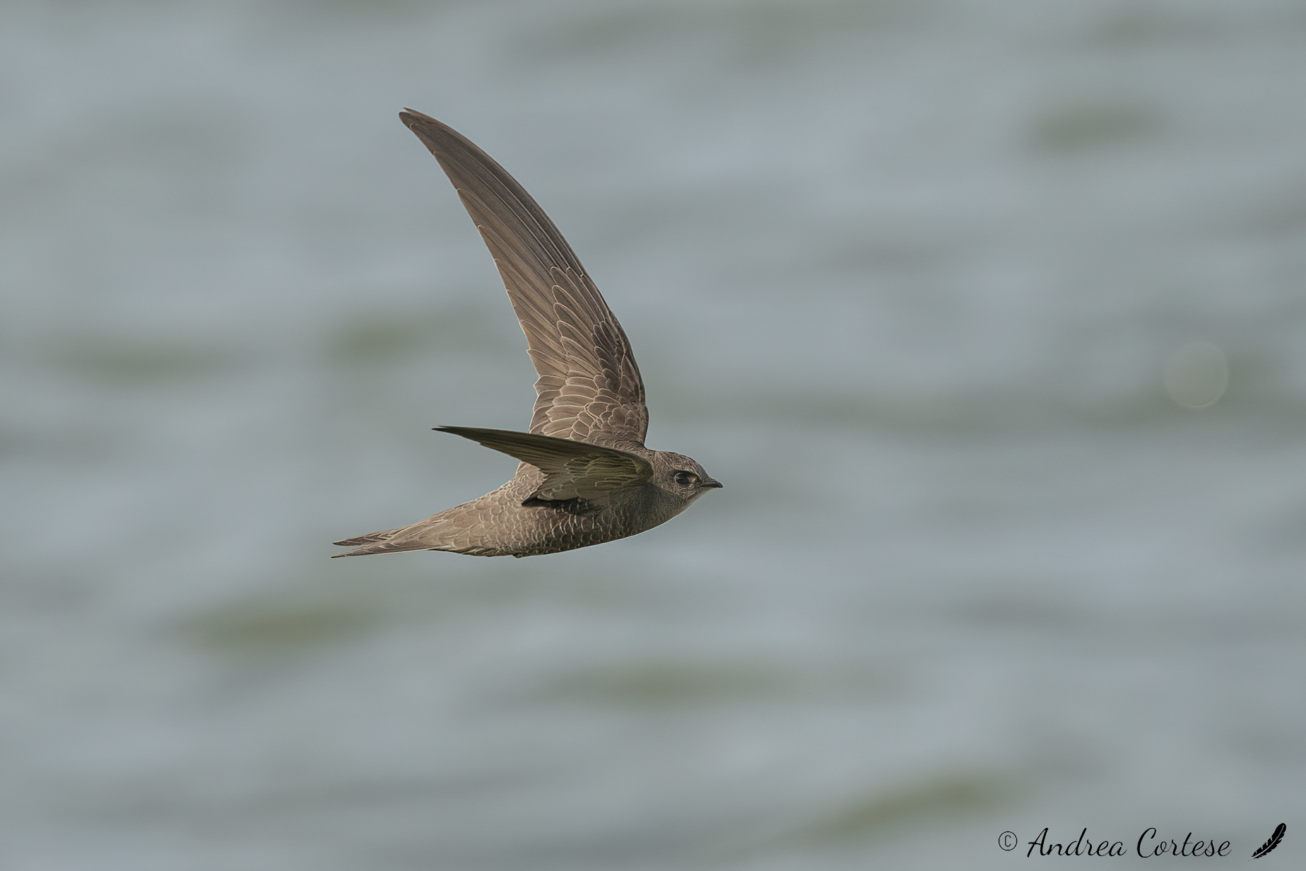 Rondone pallido (Apus pallidus)
