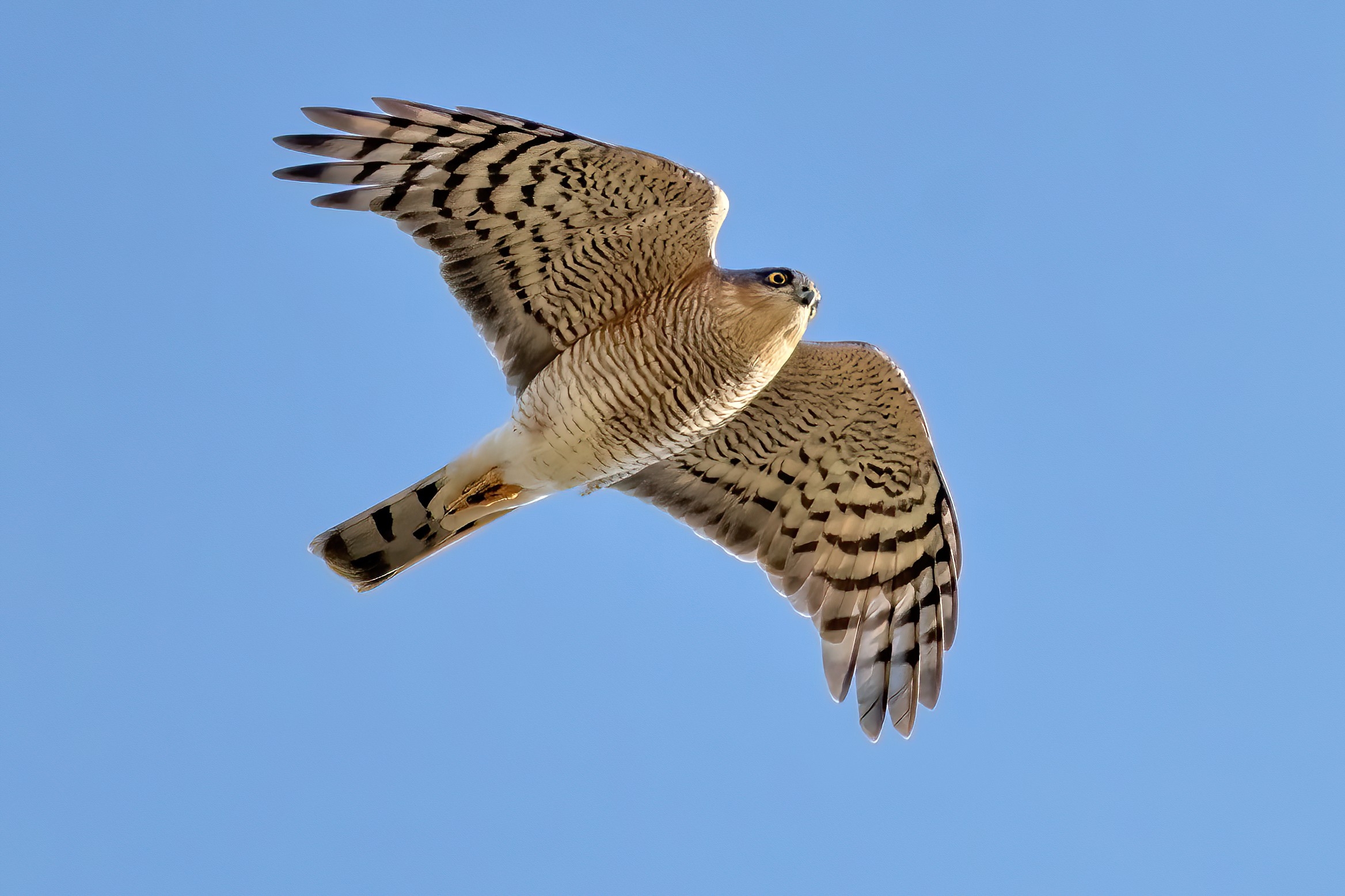 Sparrowhawk (Accipiter nisus)