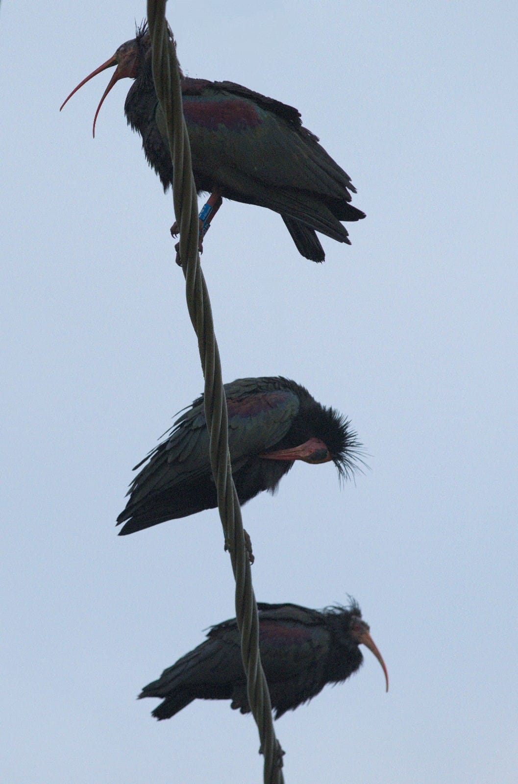 Ibis eremita