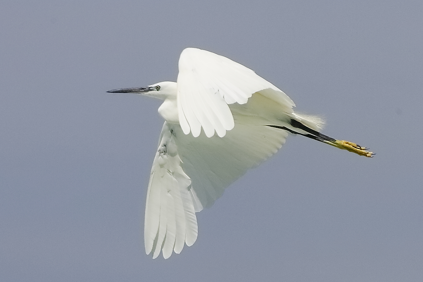 Little Egret 08Aug 2024 - 0073