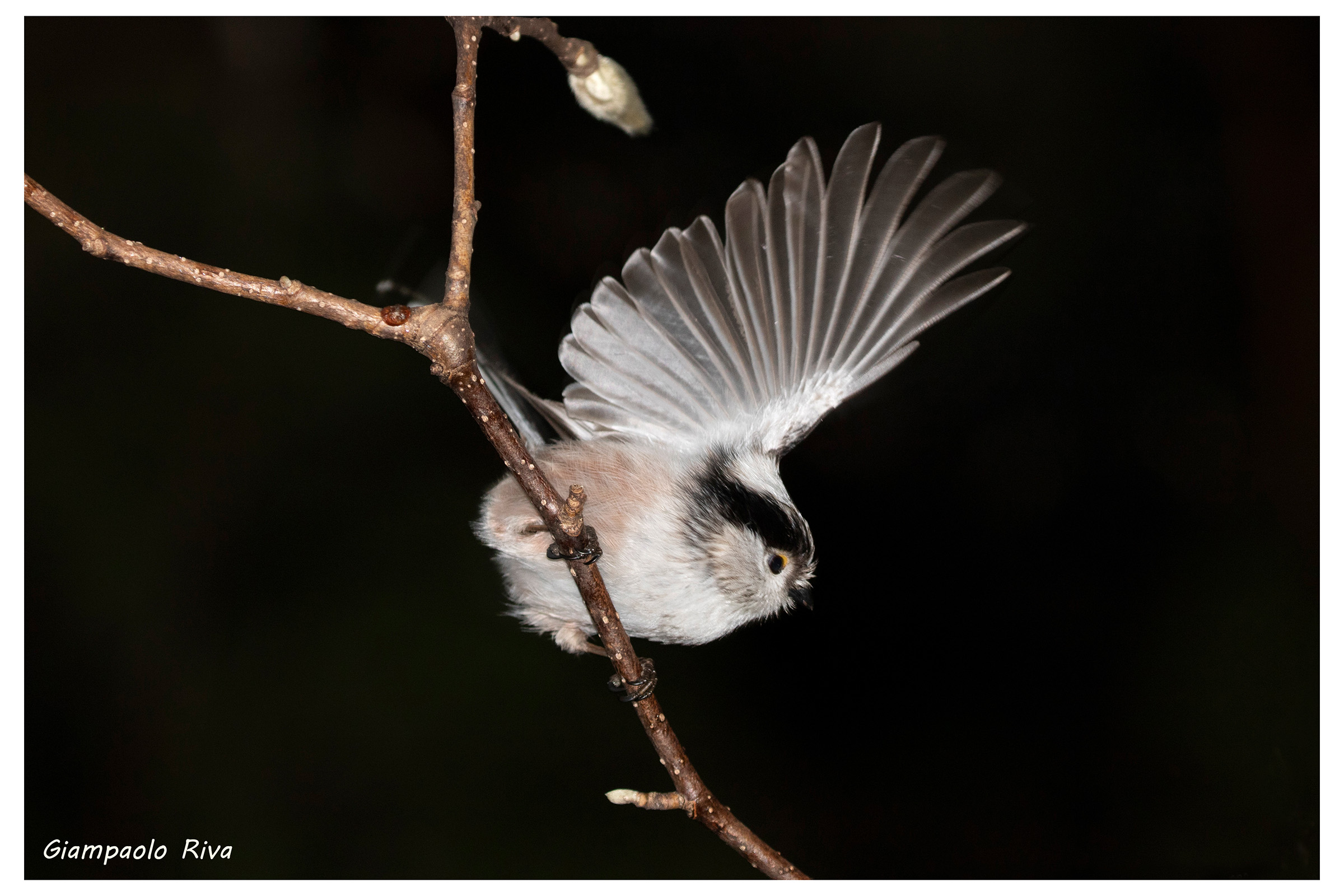 Il codibugnolo spicca il volo