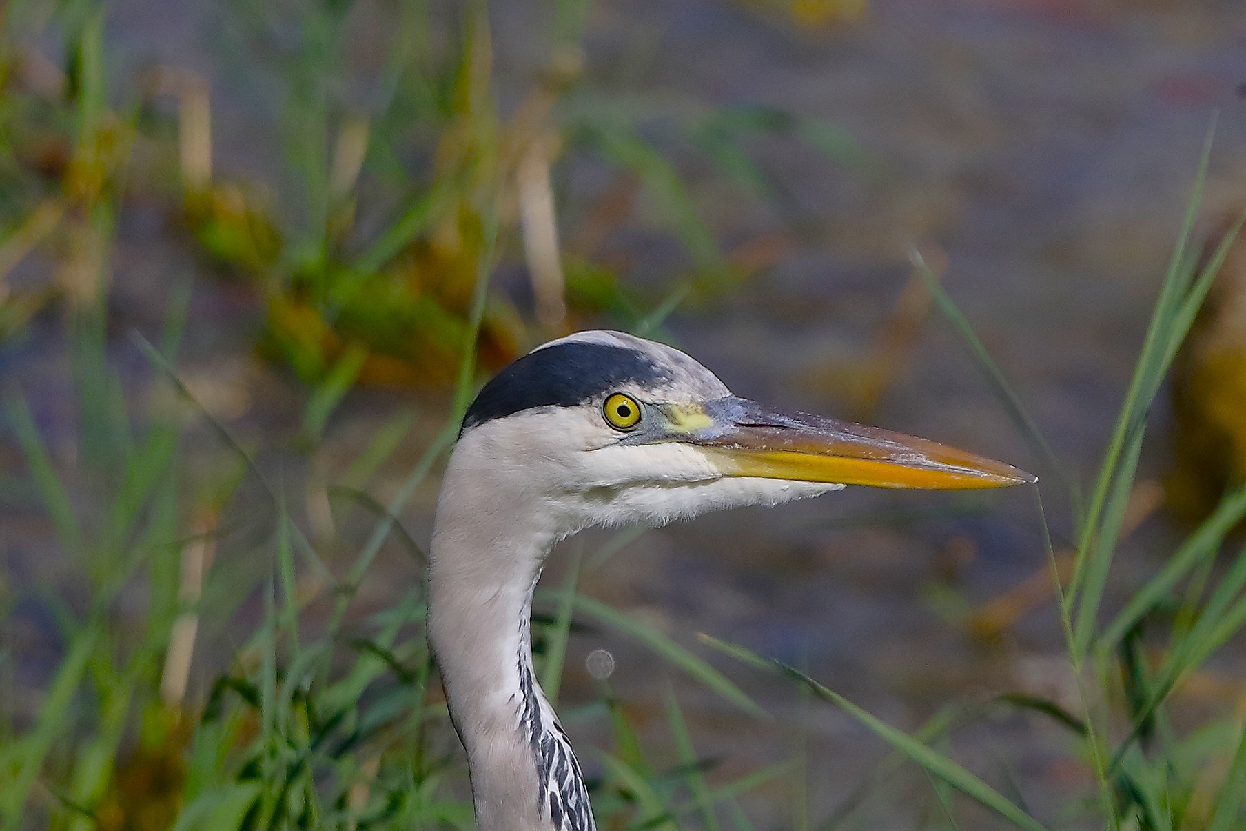 Cenerino 10 settembre 2024 - 0010