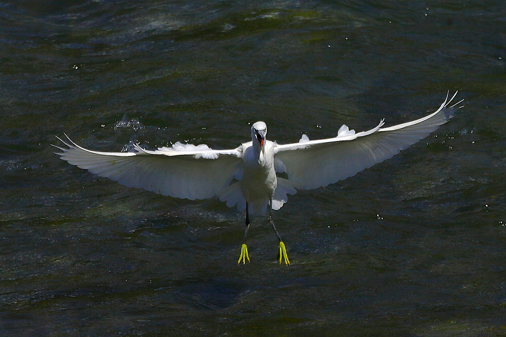 Garzetta 10 settembre 2024 - 0148