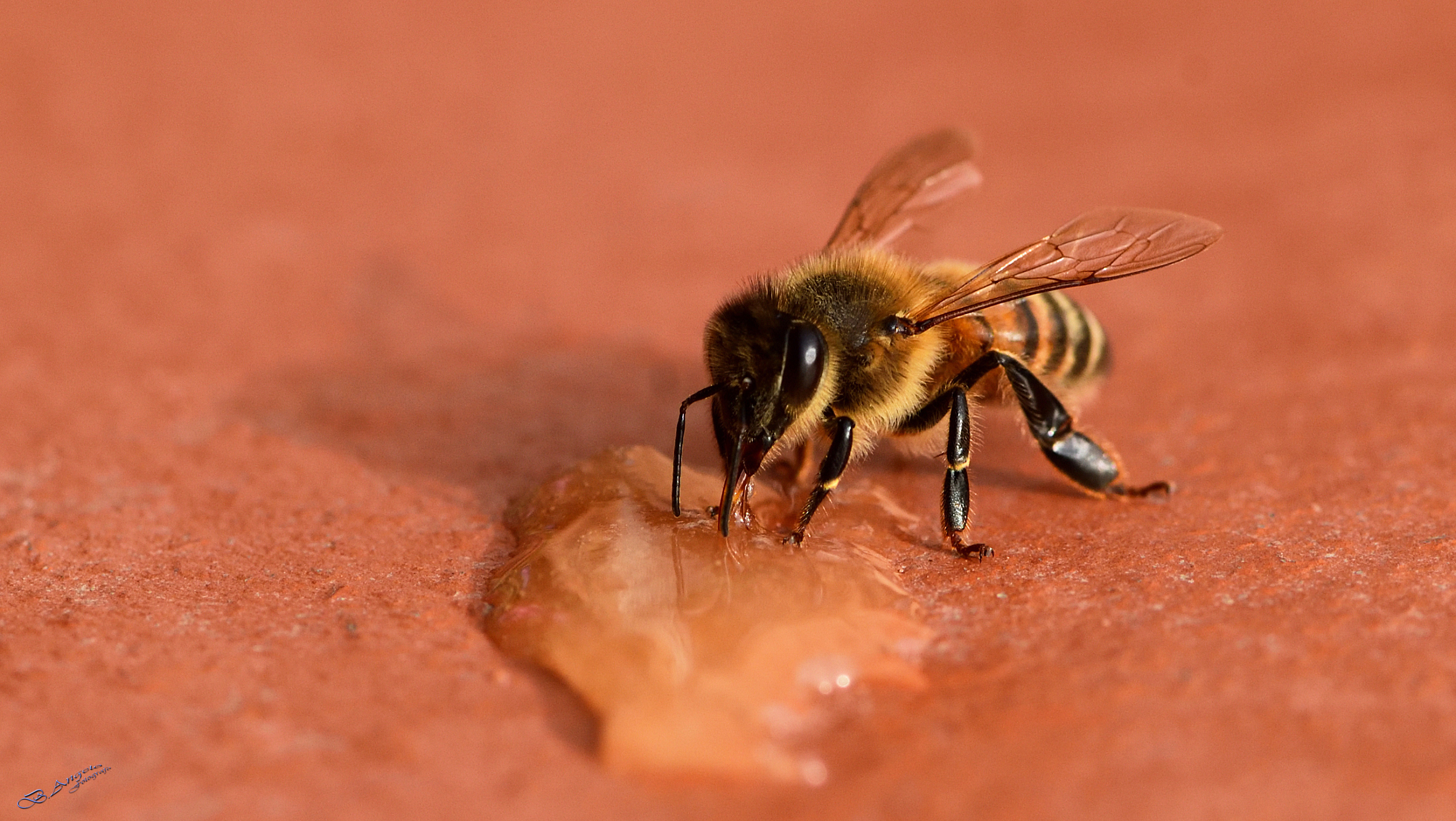 " bottinatrice "  ( Ape mellifera italiana )