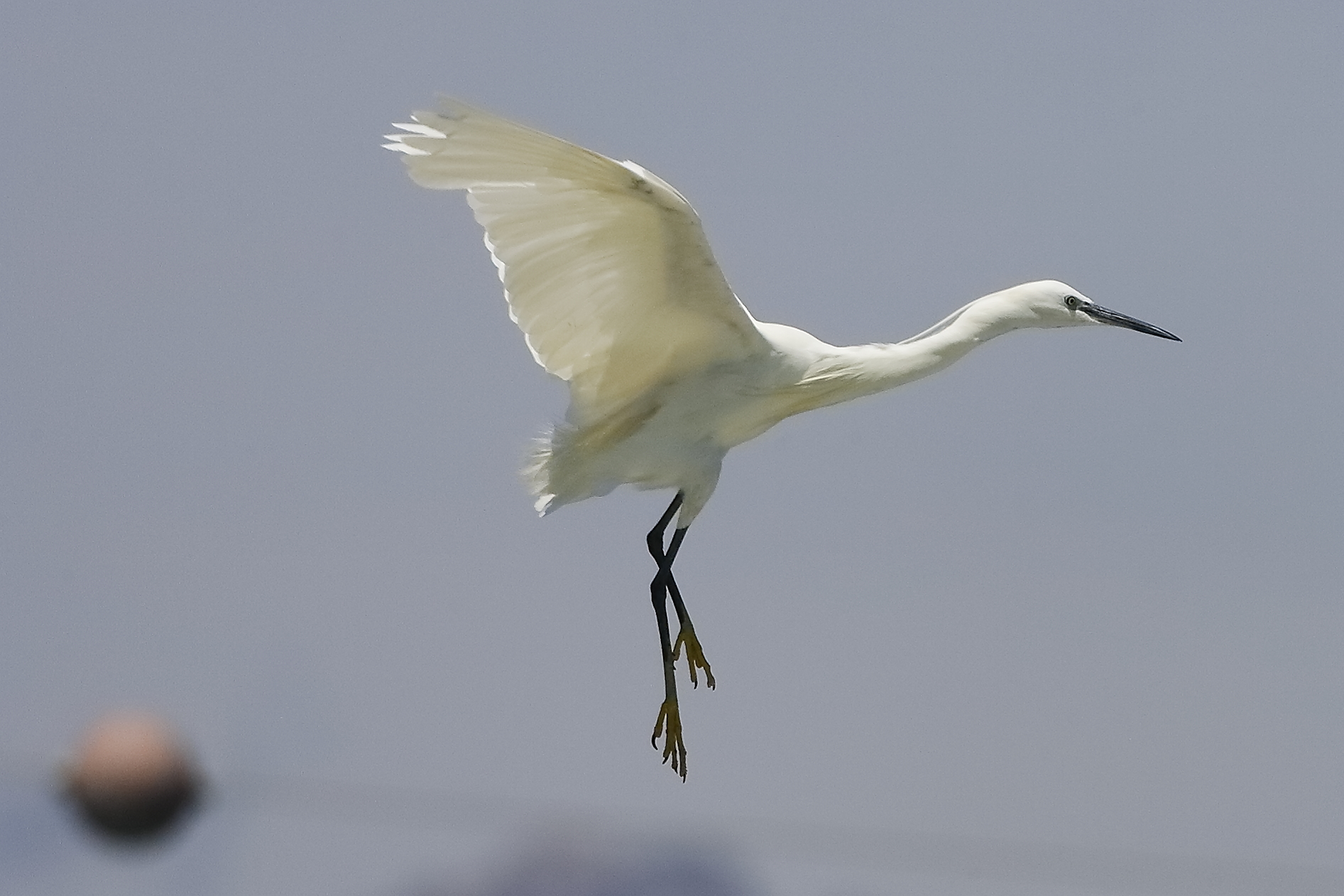 Garzetta 08 agosto 2024 - 0086