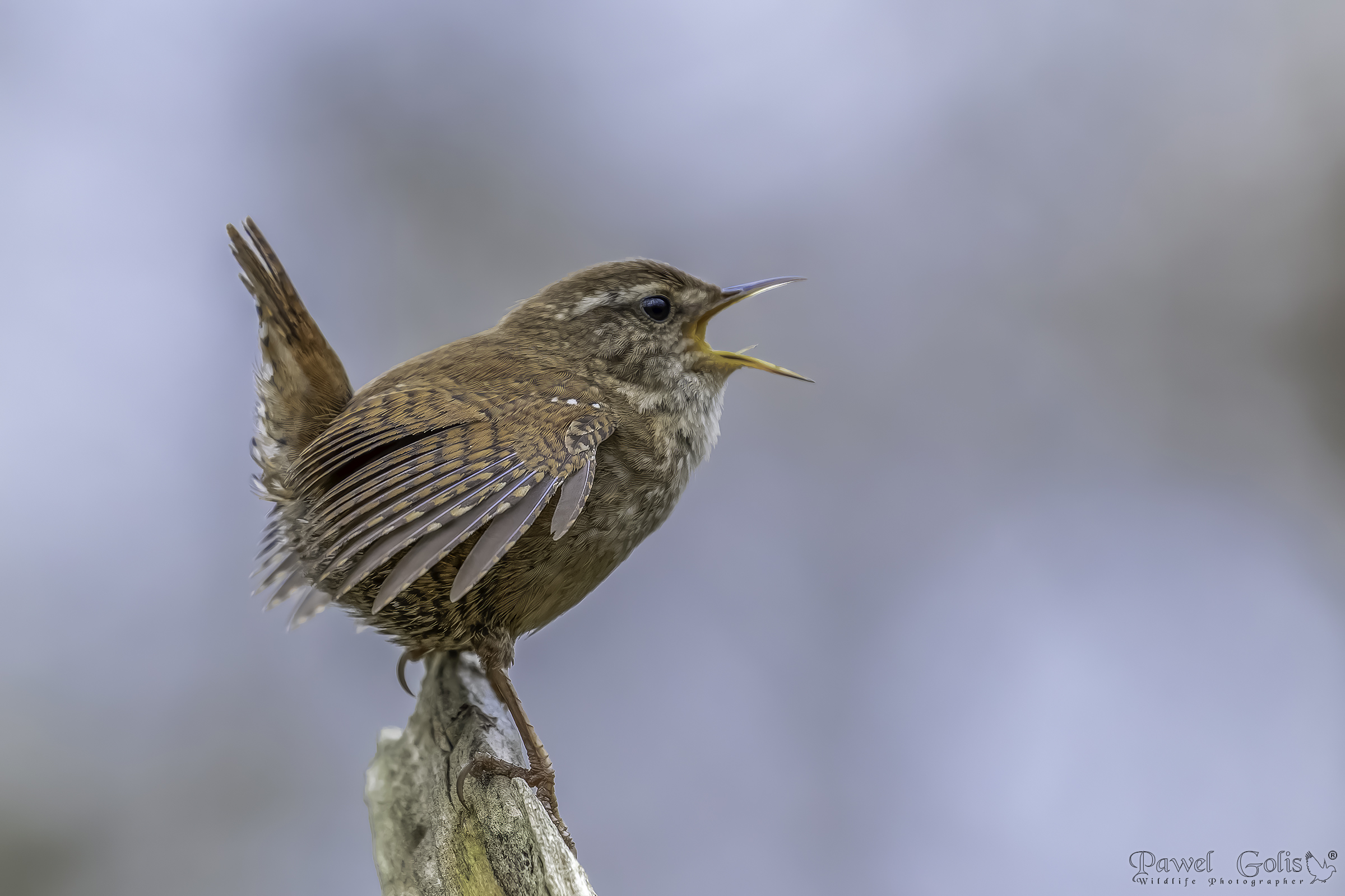 Scricciolo eurasiatico ( Troglodytes troglodytes)