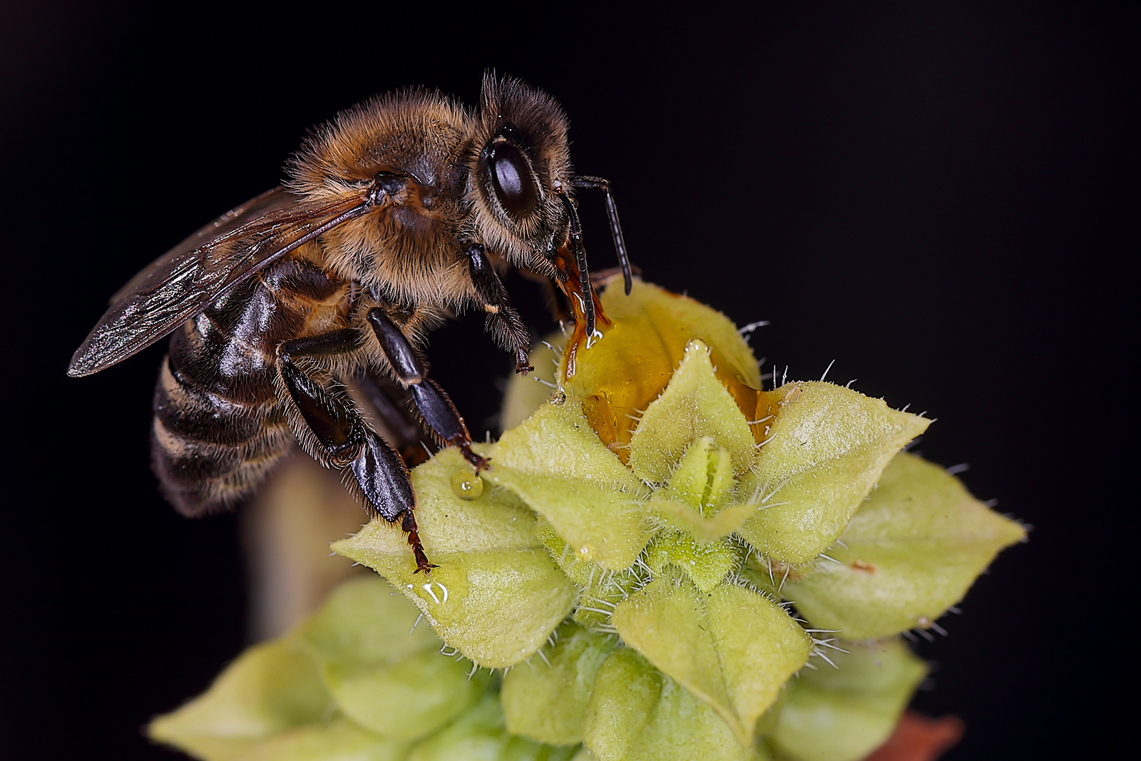 Bee