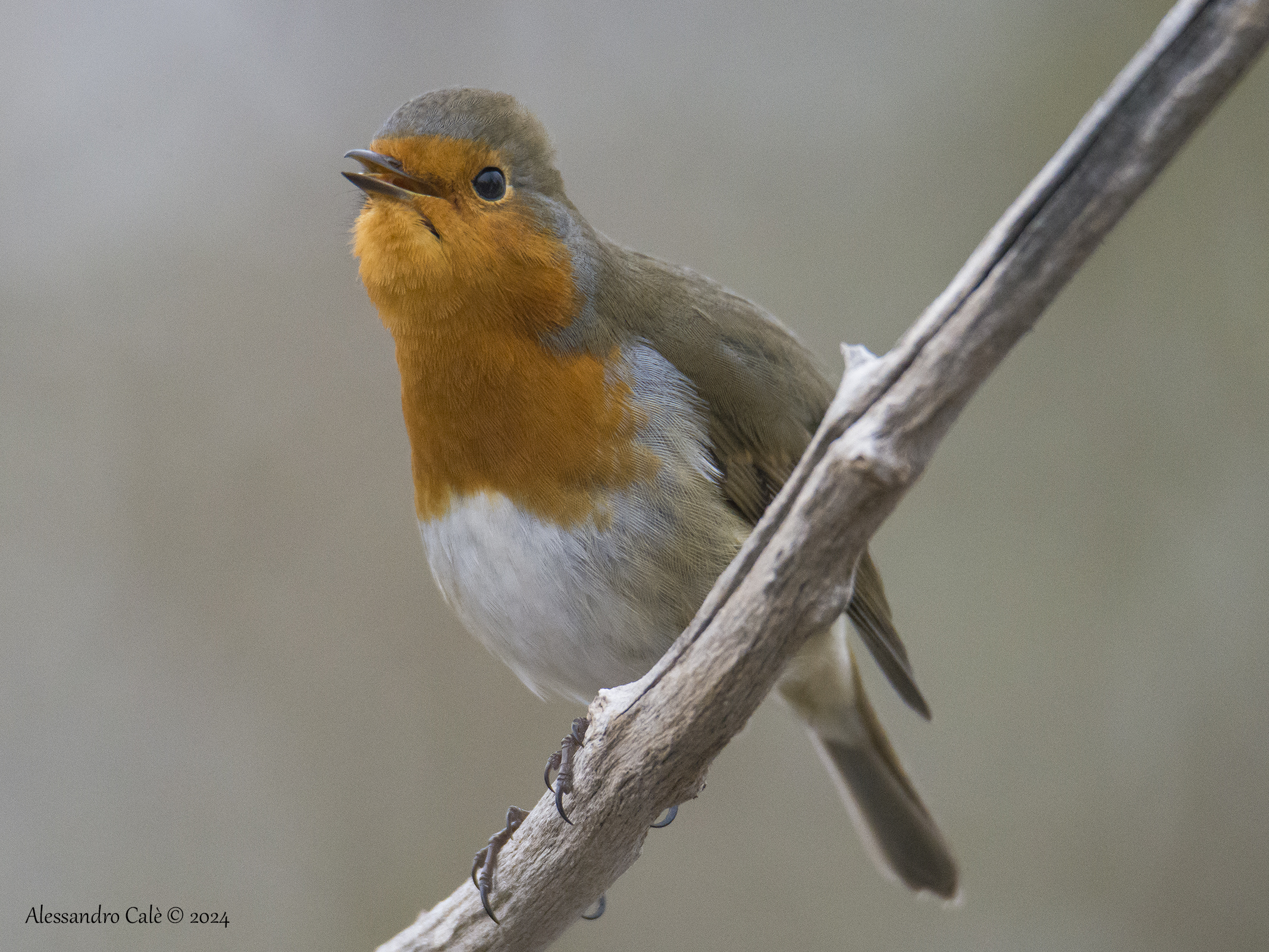 Erithacus nubecola (Robin) 2375