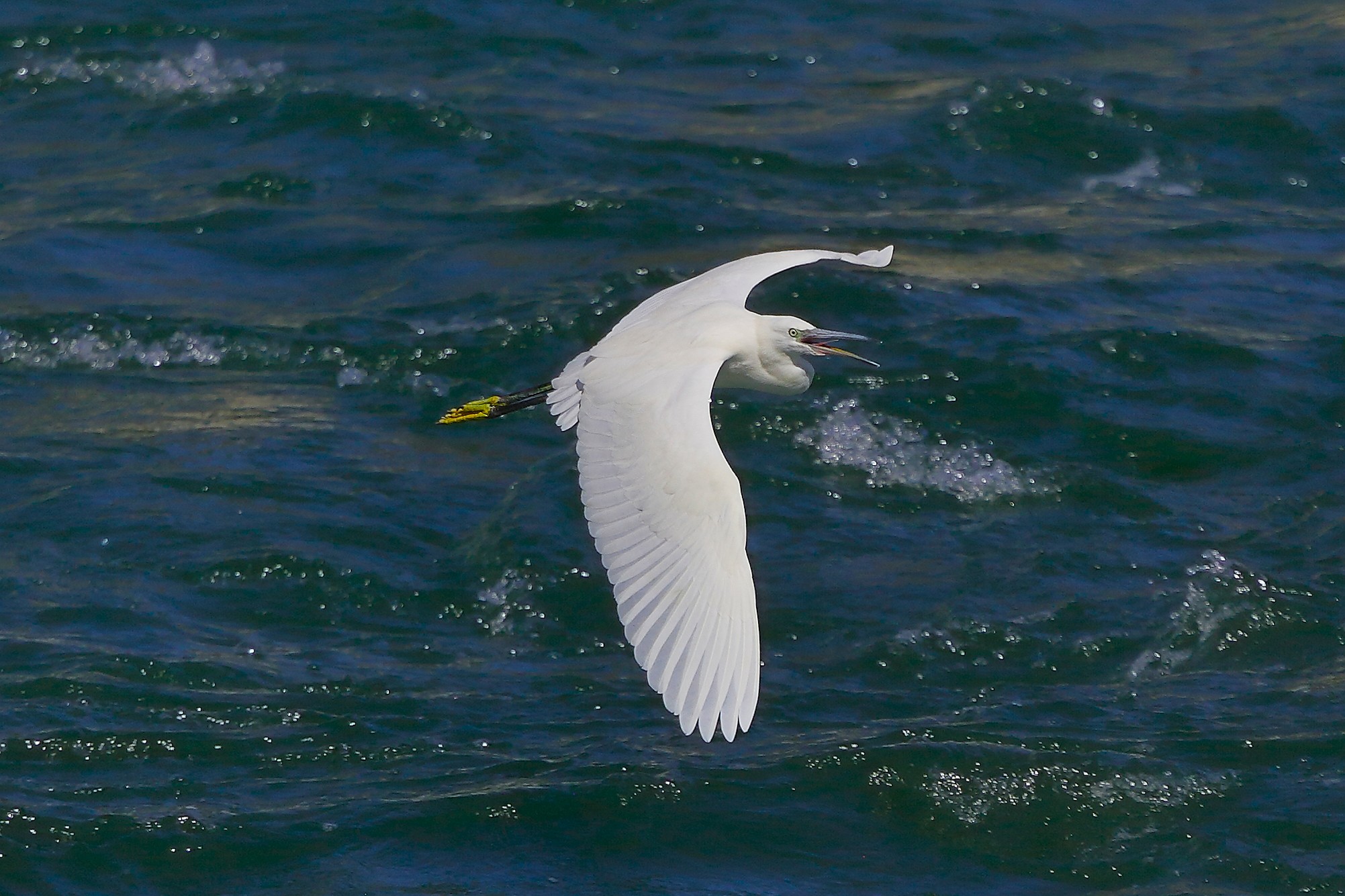 Garzetta 10 settembre 2024 - 0189