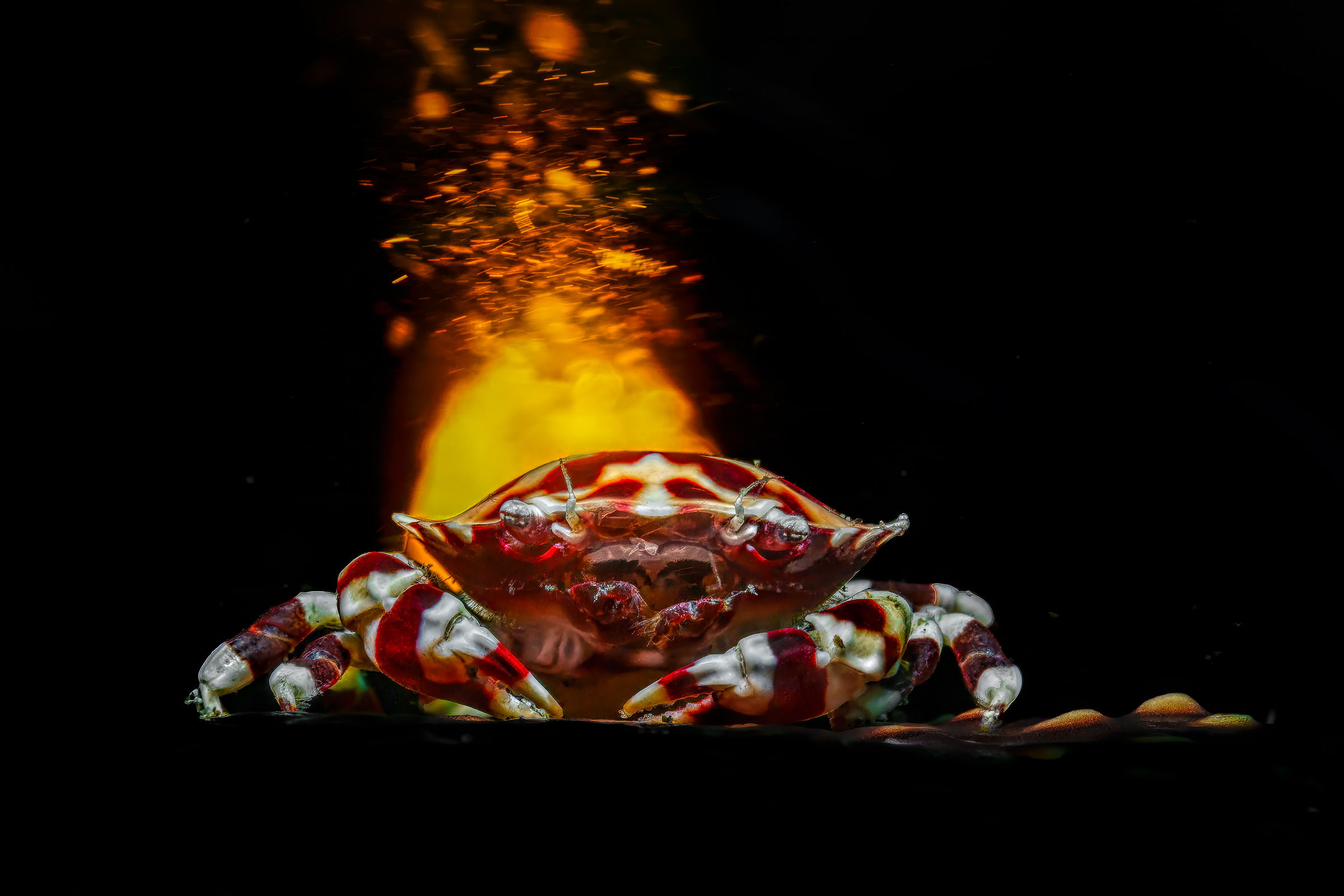 arlequin crab (Lissocarcinus laevis)