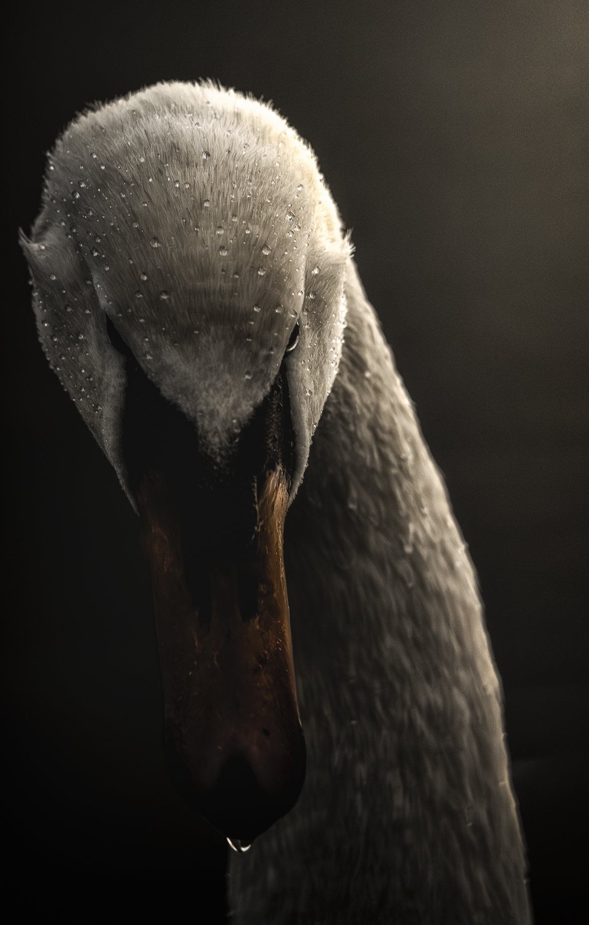 Portrait of a Swan
