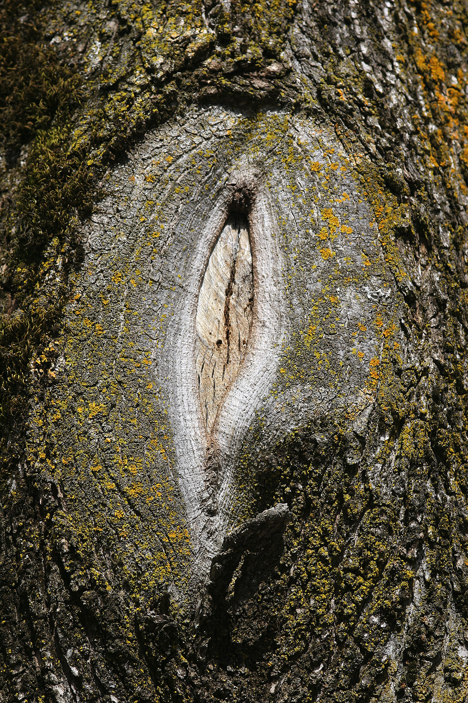 Albero hot - Valle della Restonica - Corsica
