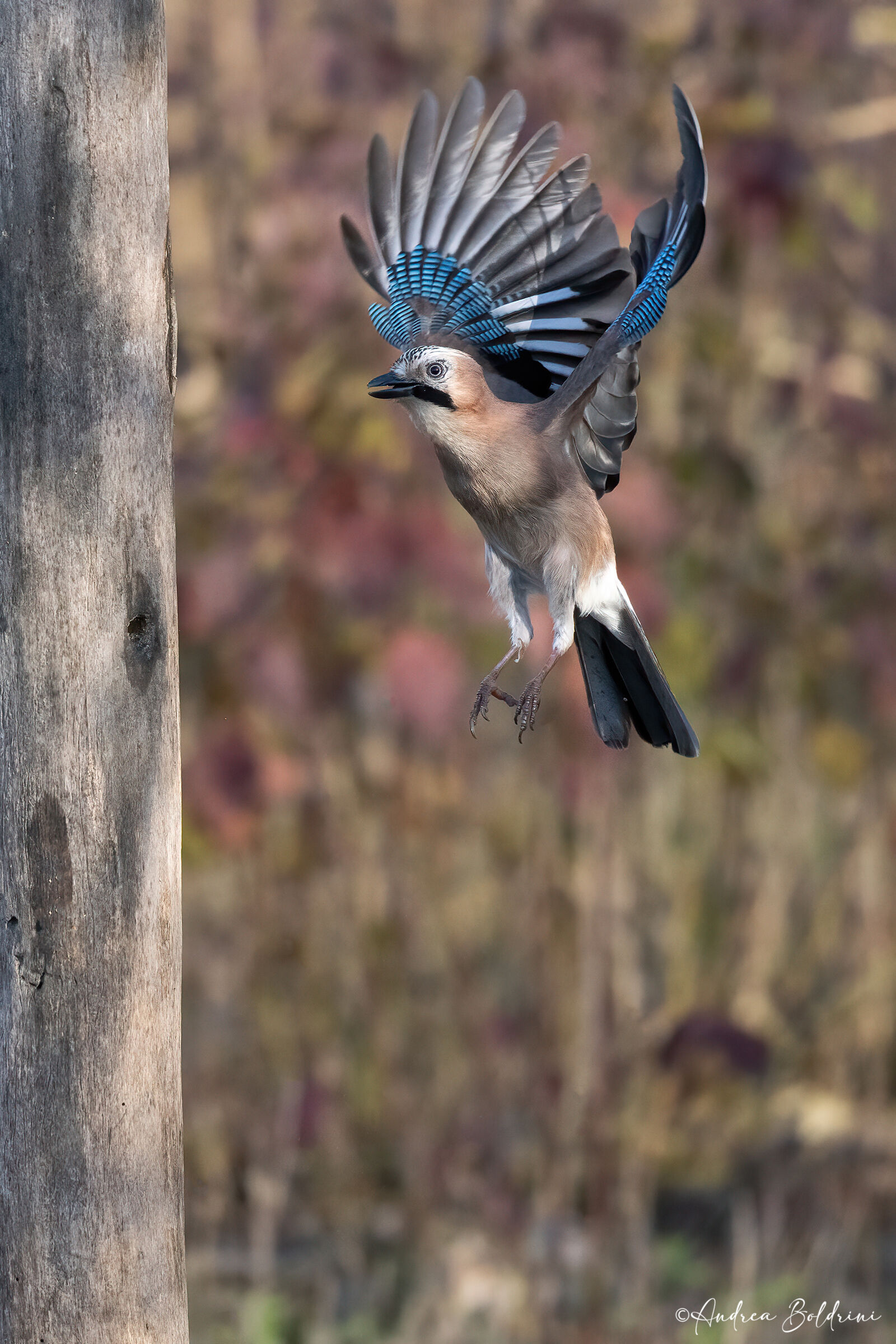 Jay