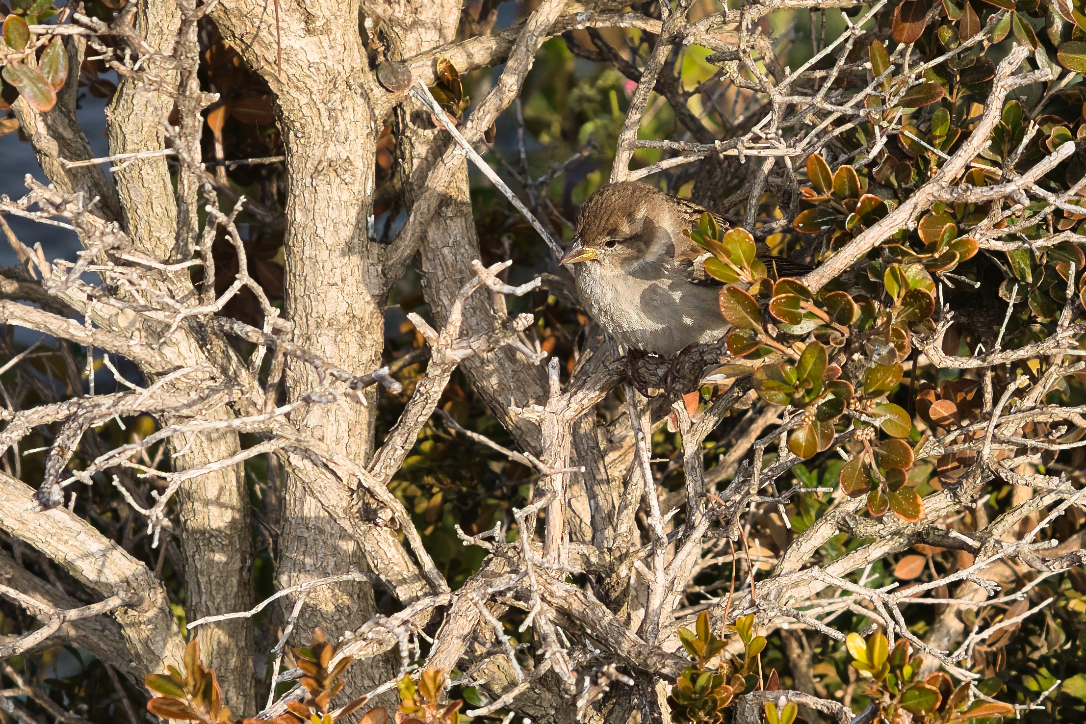Sheltered among the branches