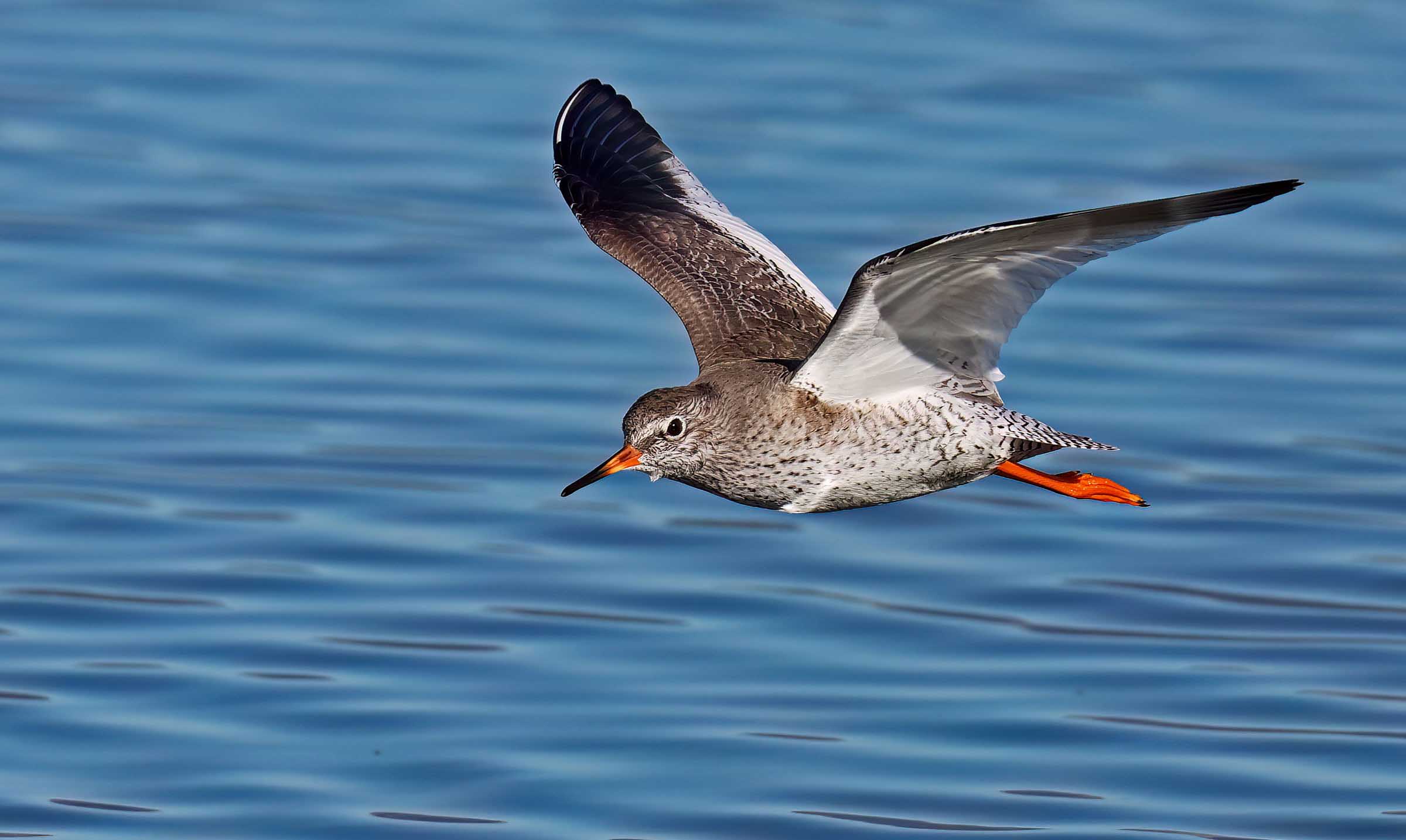 Redshank