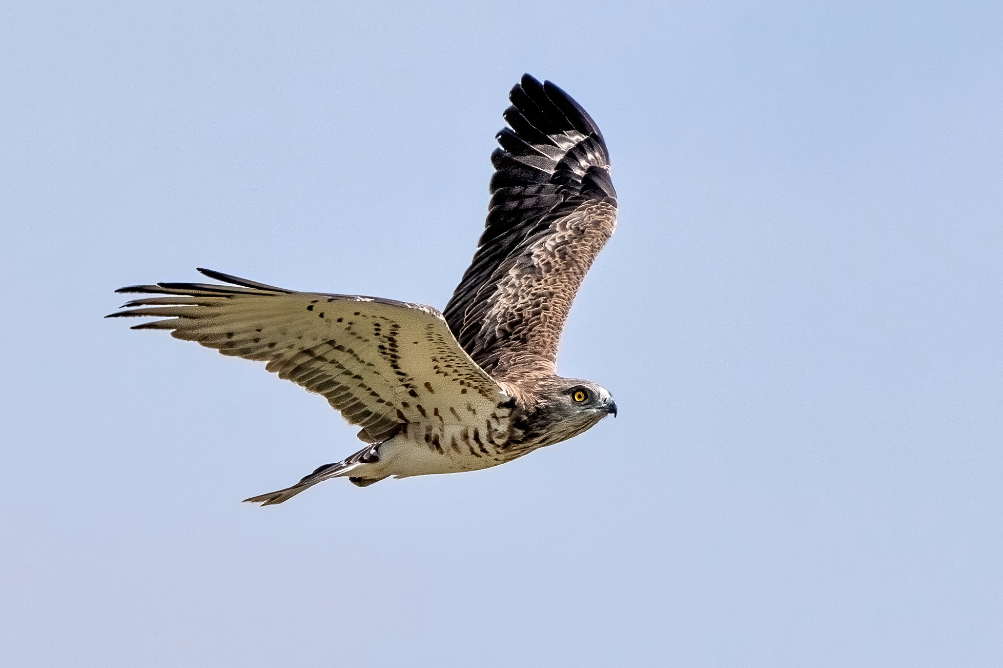 Biancone o Aquila dei serpenti (Circaetus gallicus)