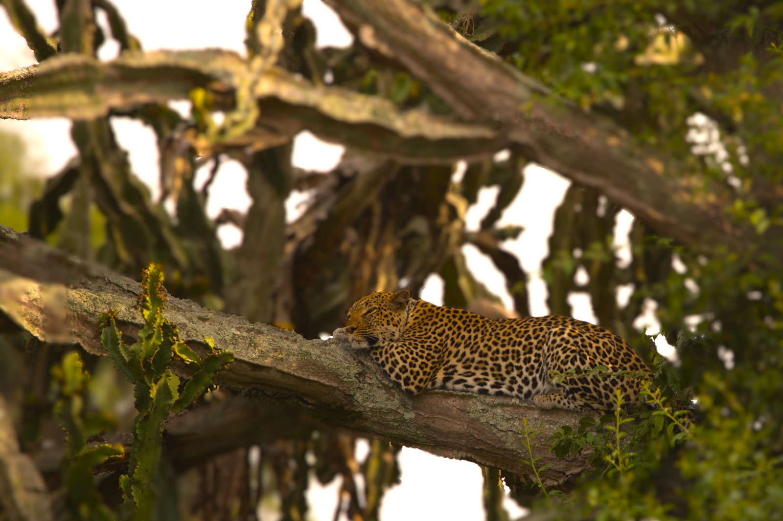 Leopard