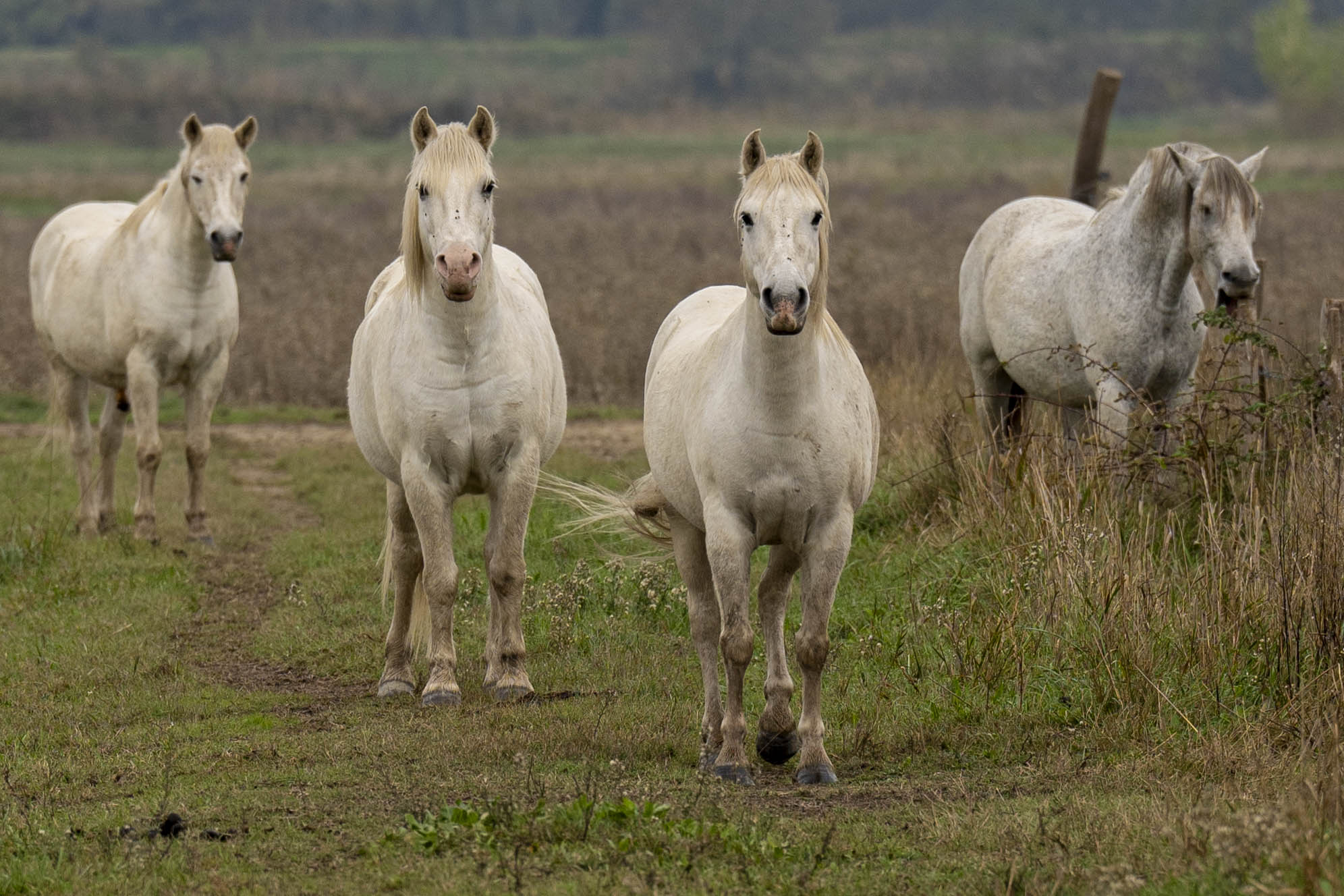 Camargue