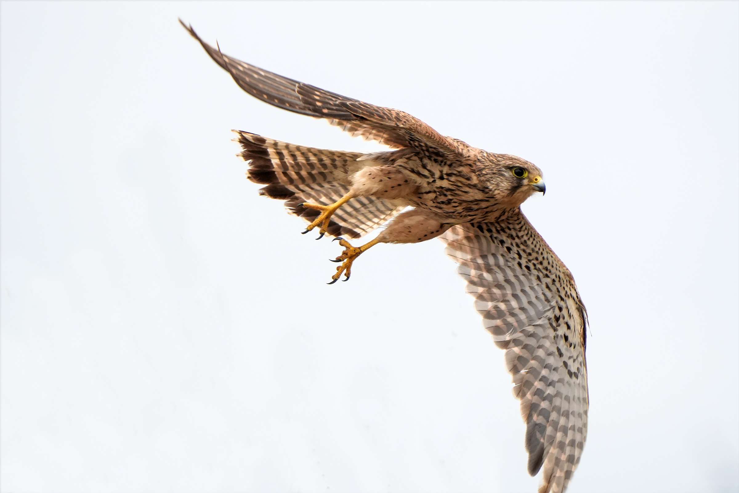 kestrel