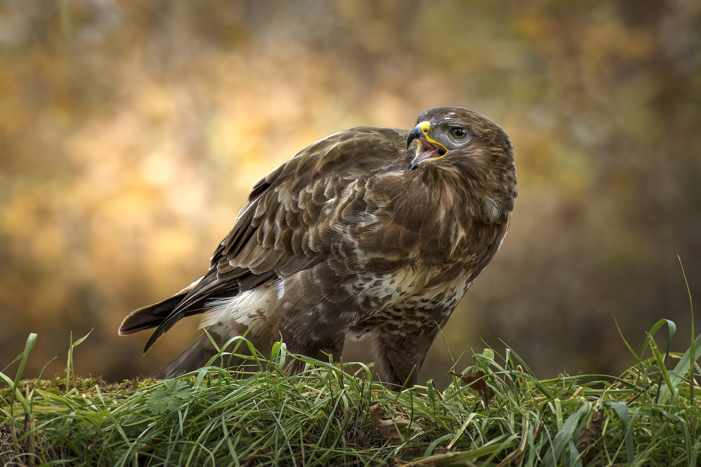 The Buzzard's Scream