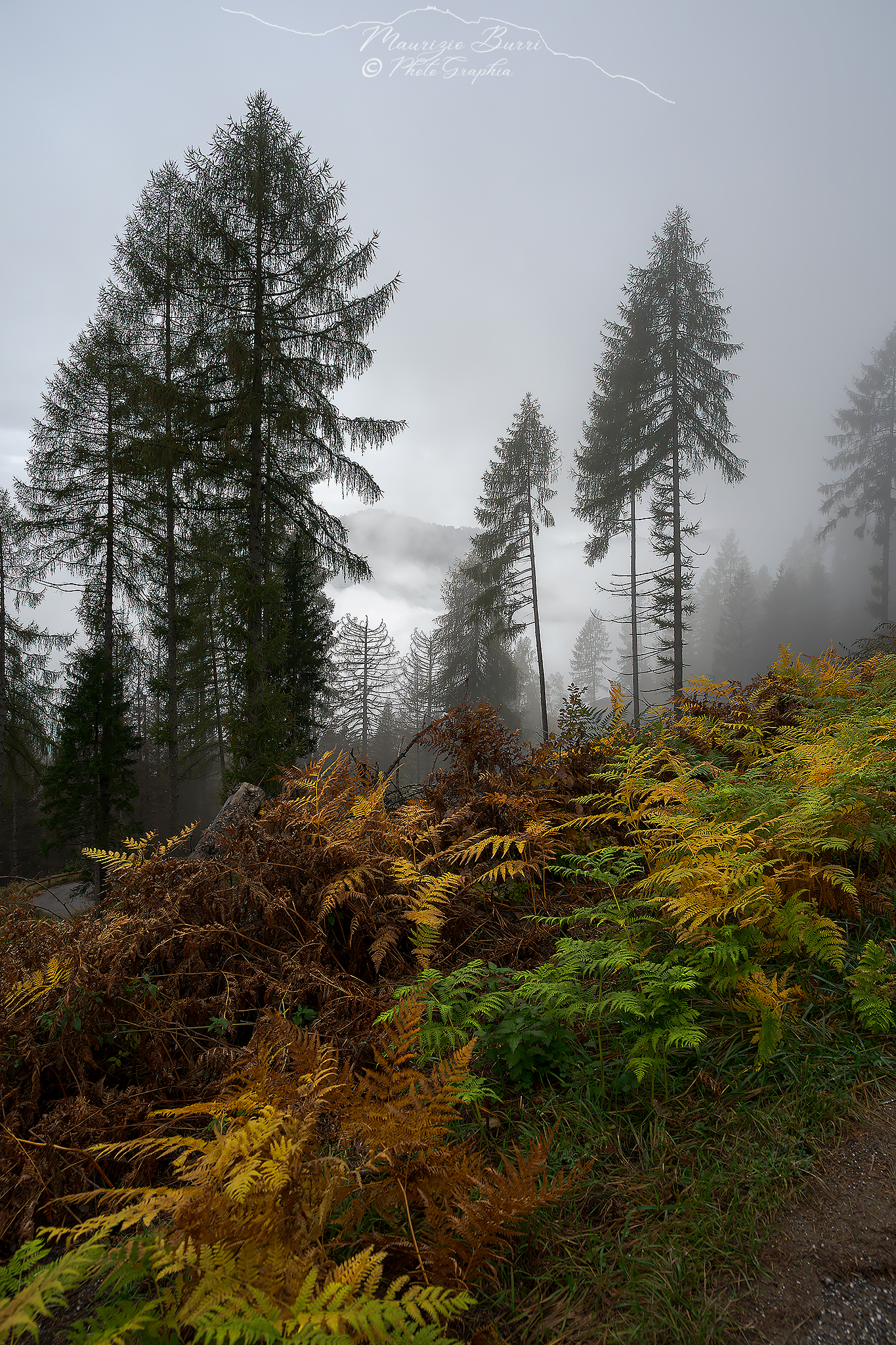 Colori nella nebbia 1