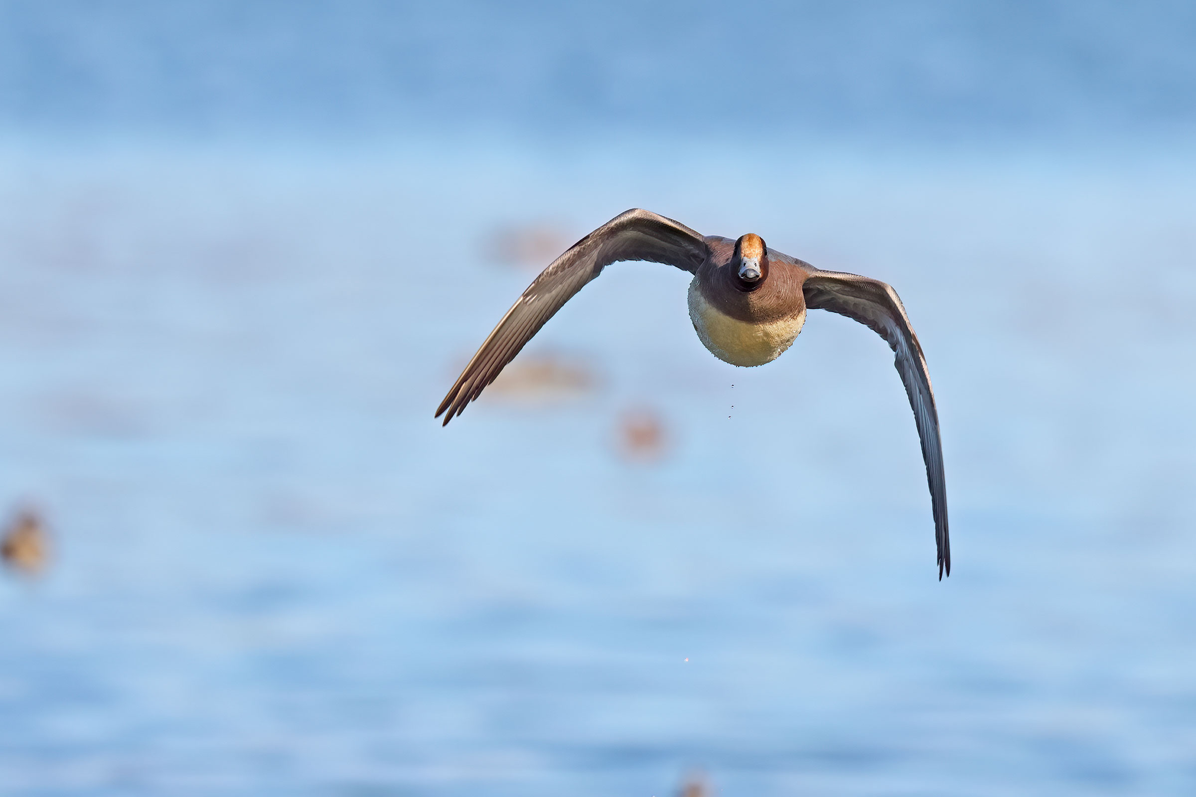 Front with male wigeon