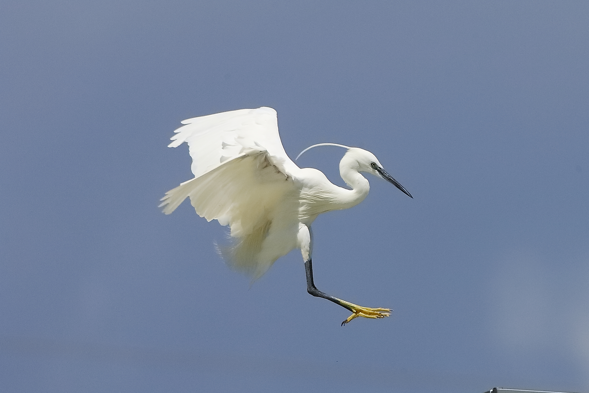 Garzetta 08 agosto 2024 - 0090