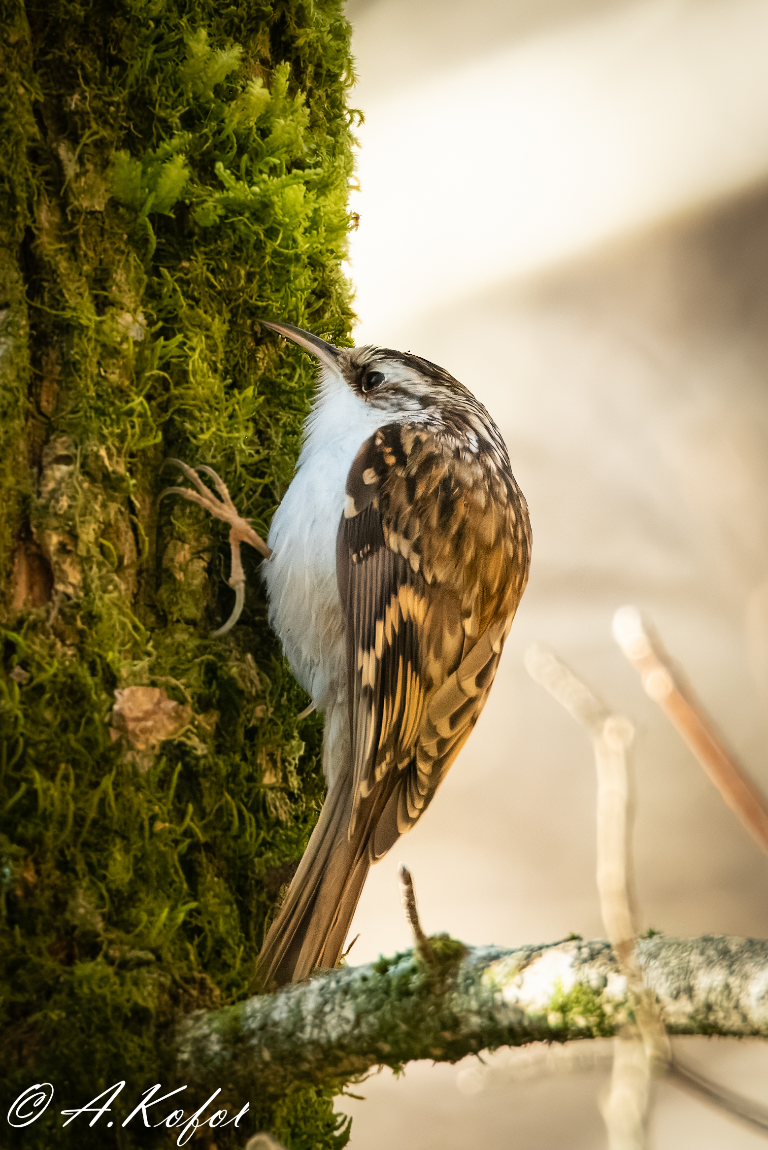 Certhia familiaris