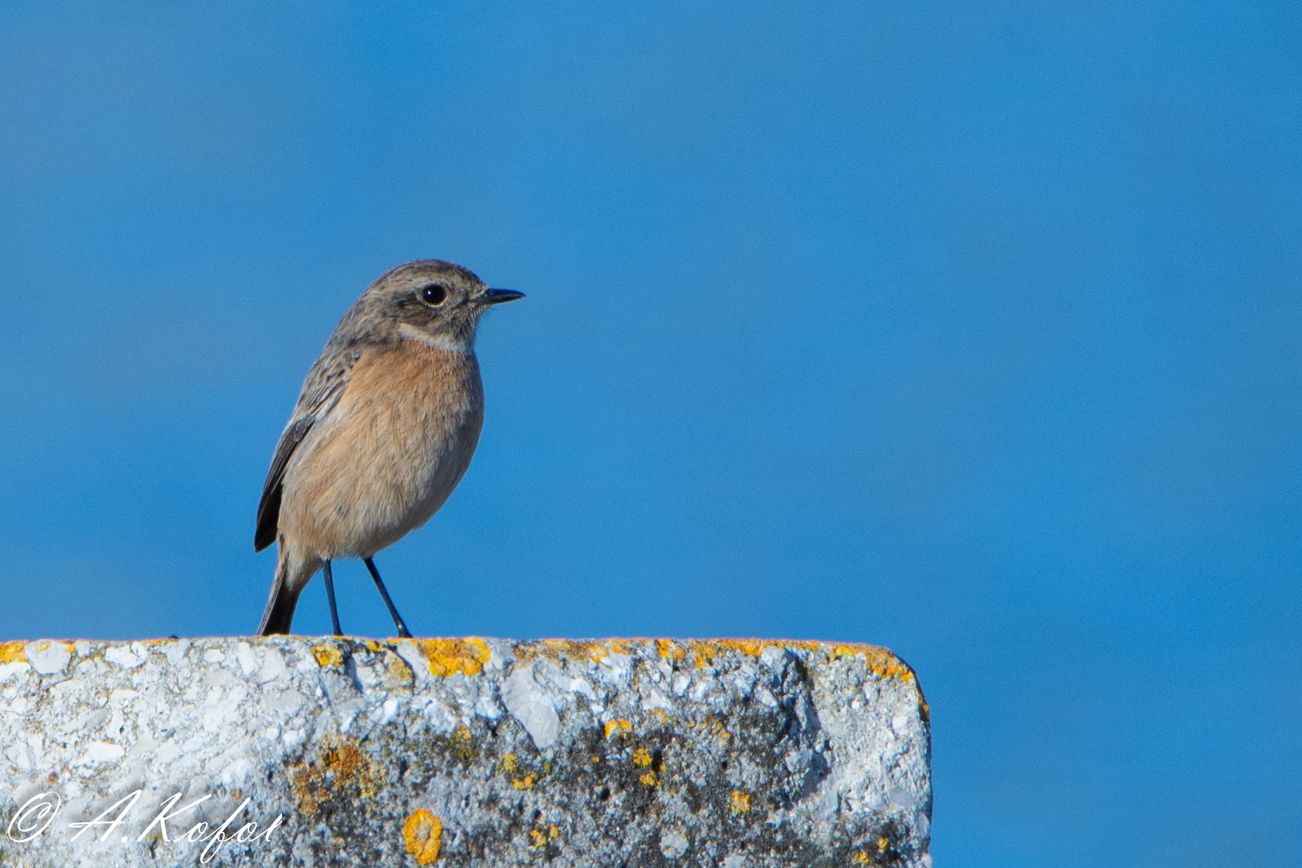 Saxicola rubicola