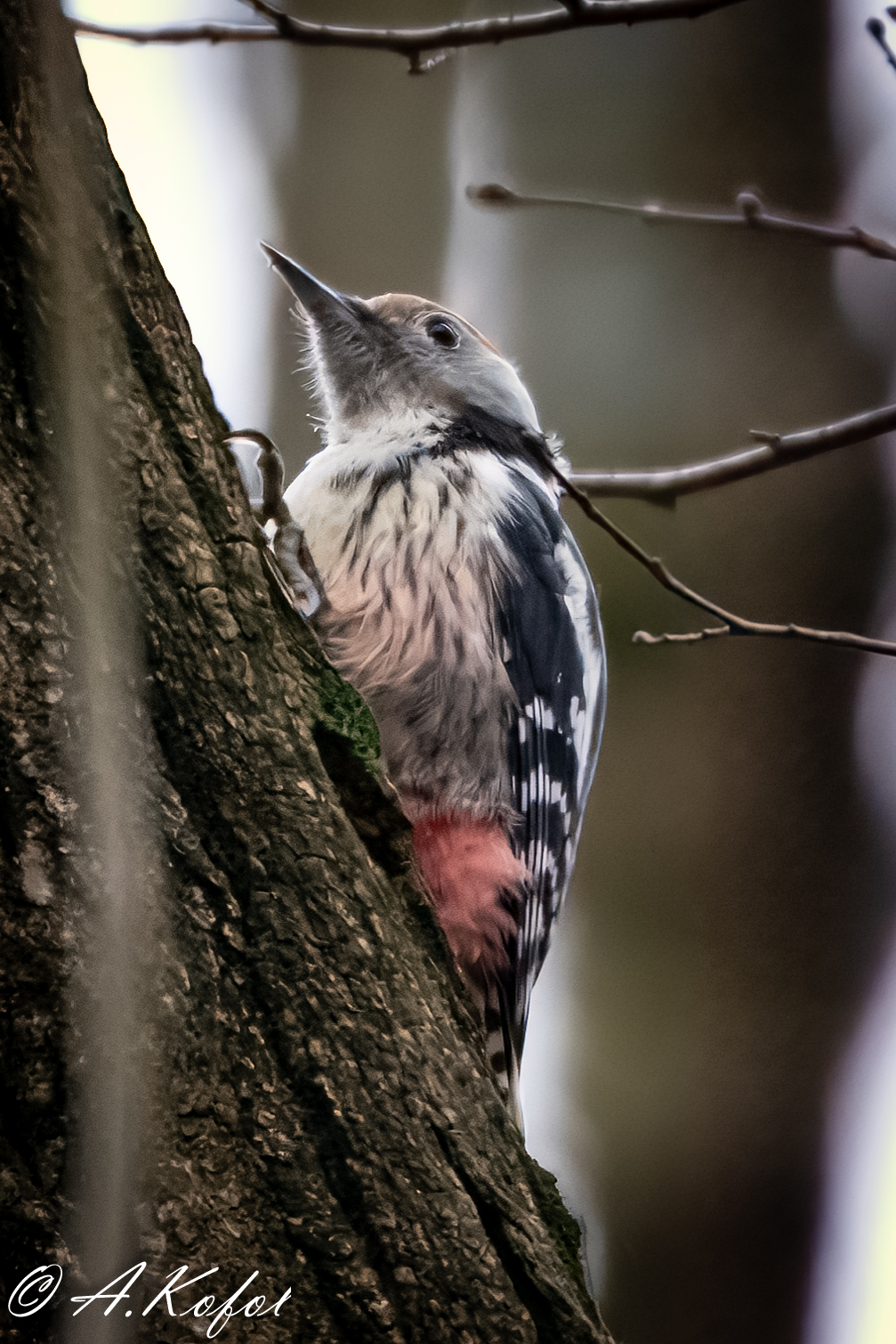 Dendrocoptes medius