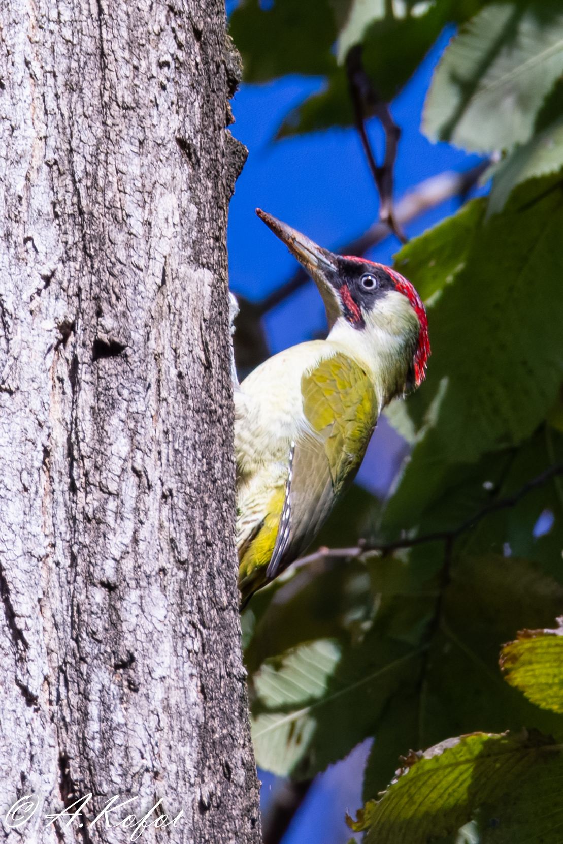 Picus viridis