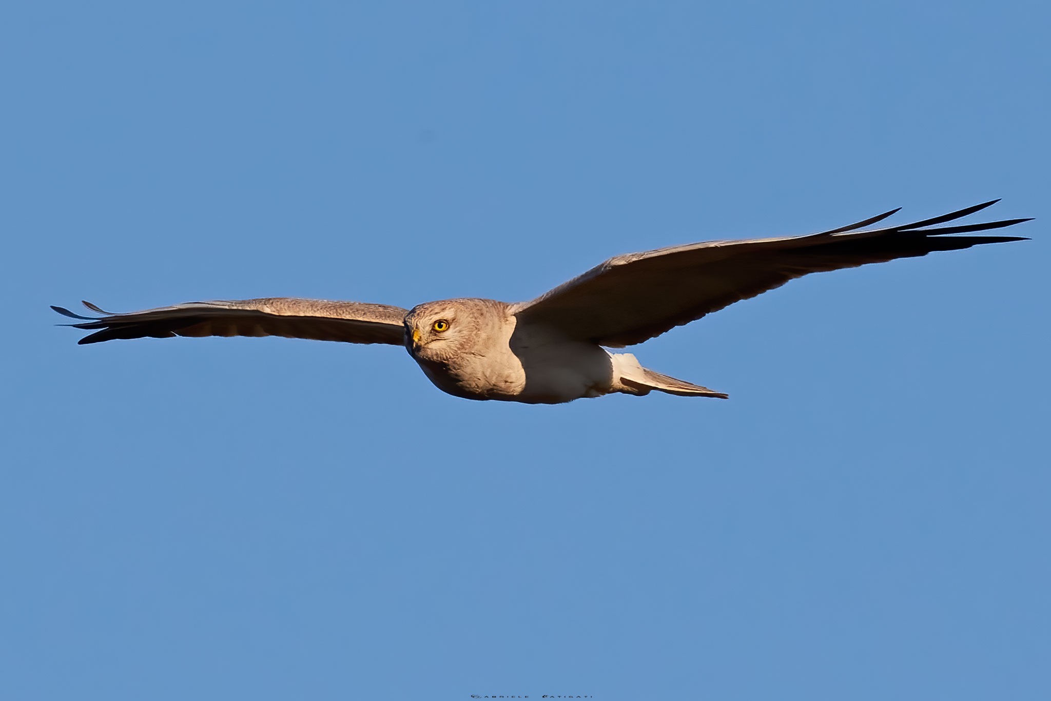 Pale Harrier