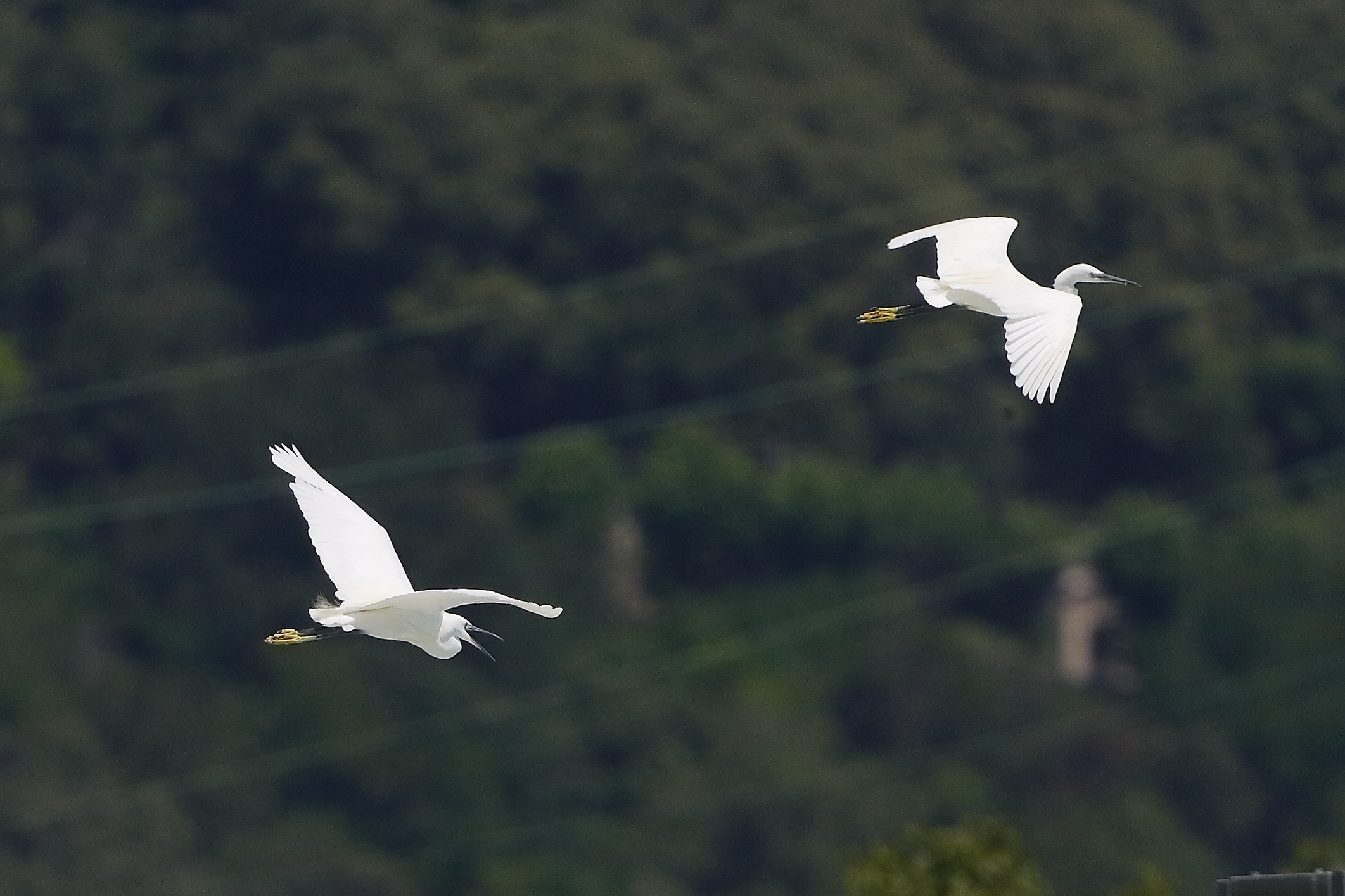 Garzette 08 agosto 2024 - 0055