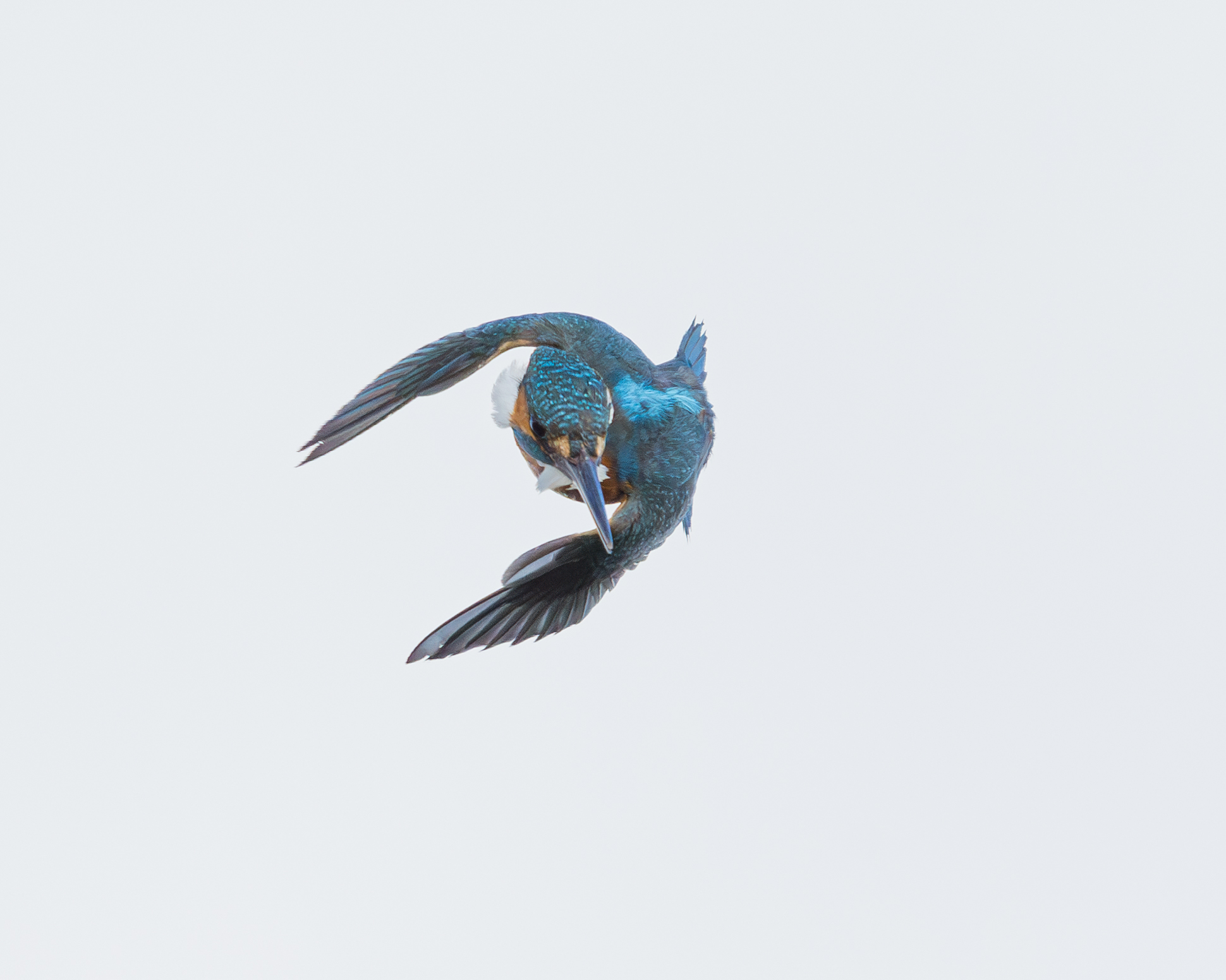 Kingfisher Flight