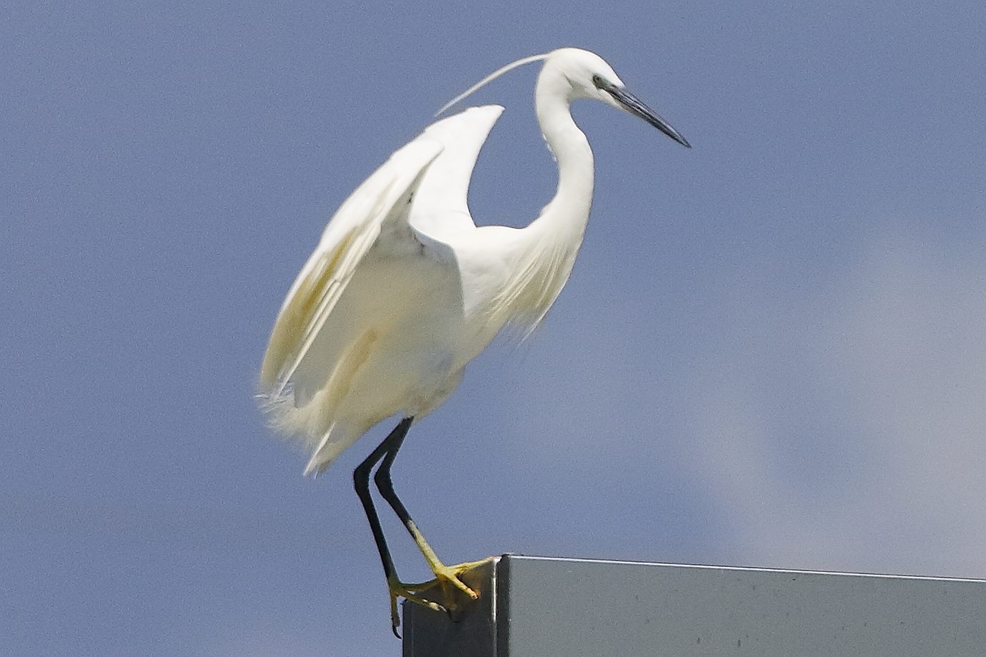 Garzetta 08 agosto 2024 - 0091