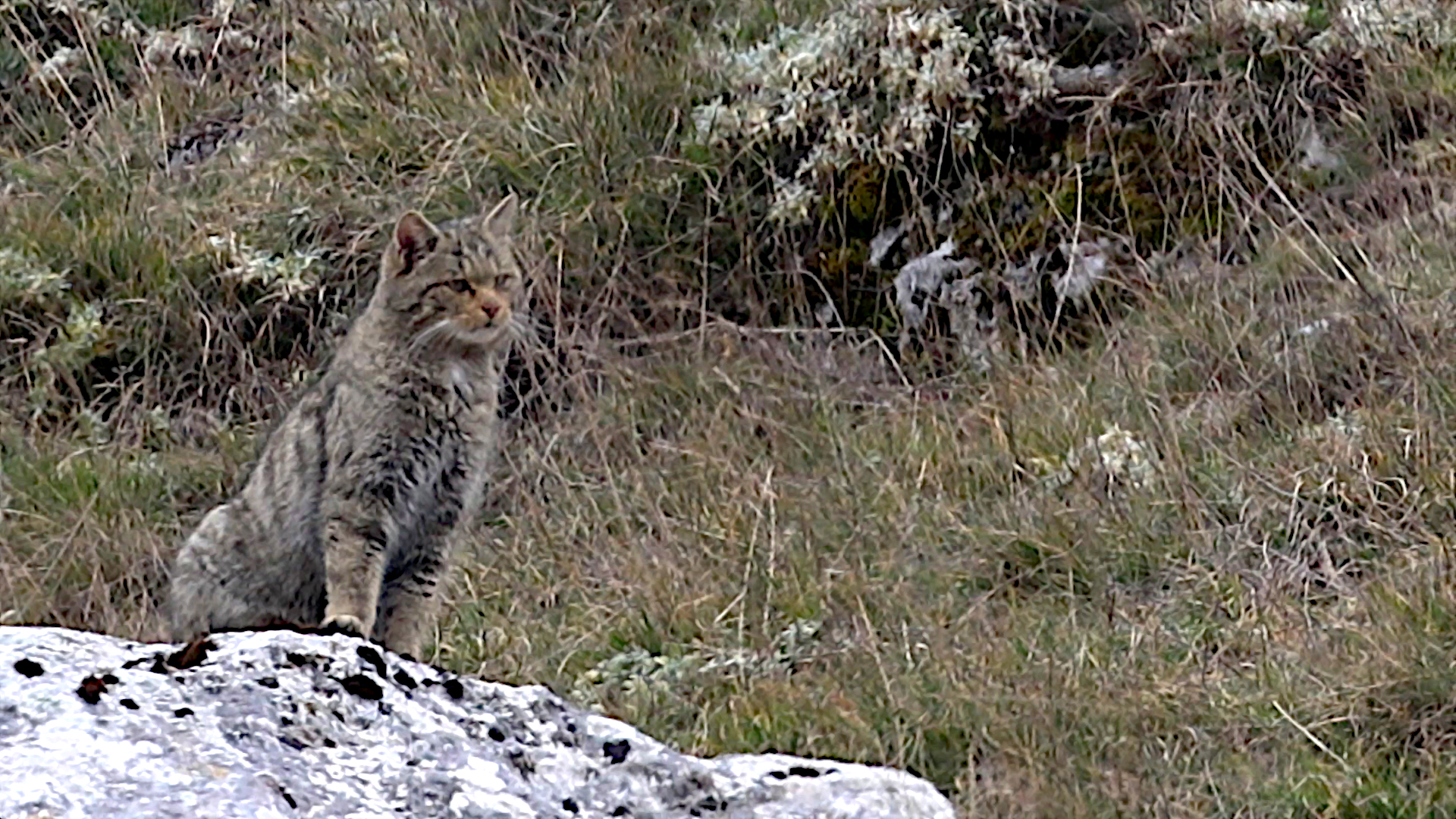 Gatto selvatico pnalm