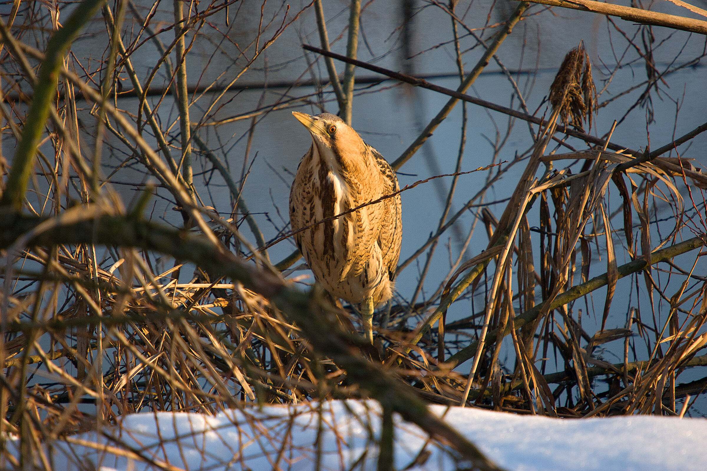 Tarabuso - Oasi Crava Morozzo