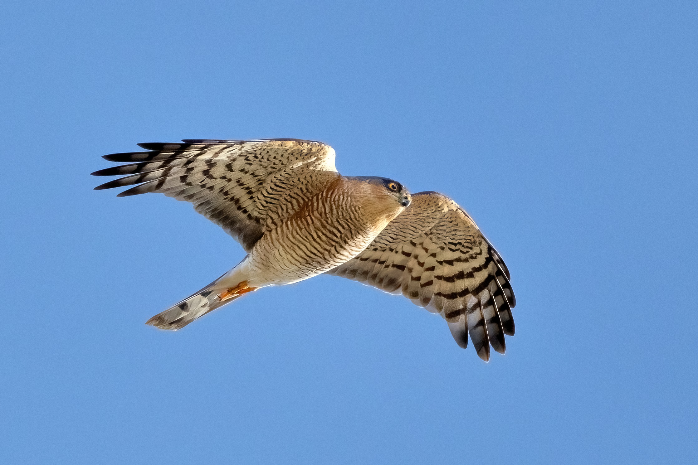 Sparrowhawk (Accipiter nisus)