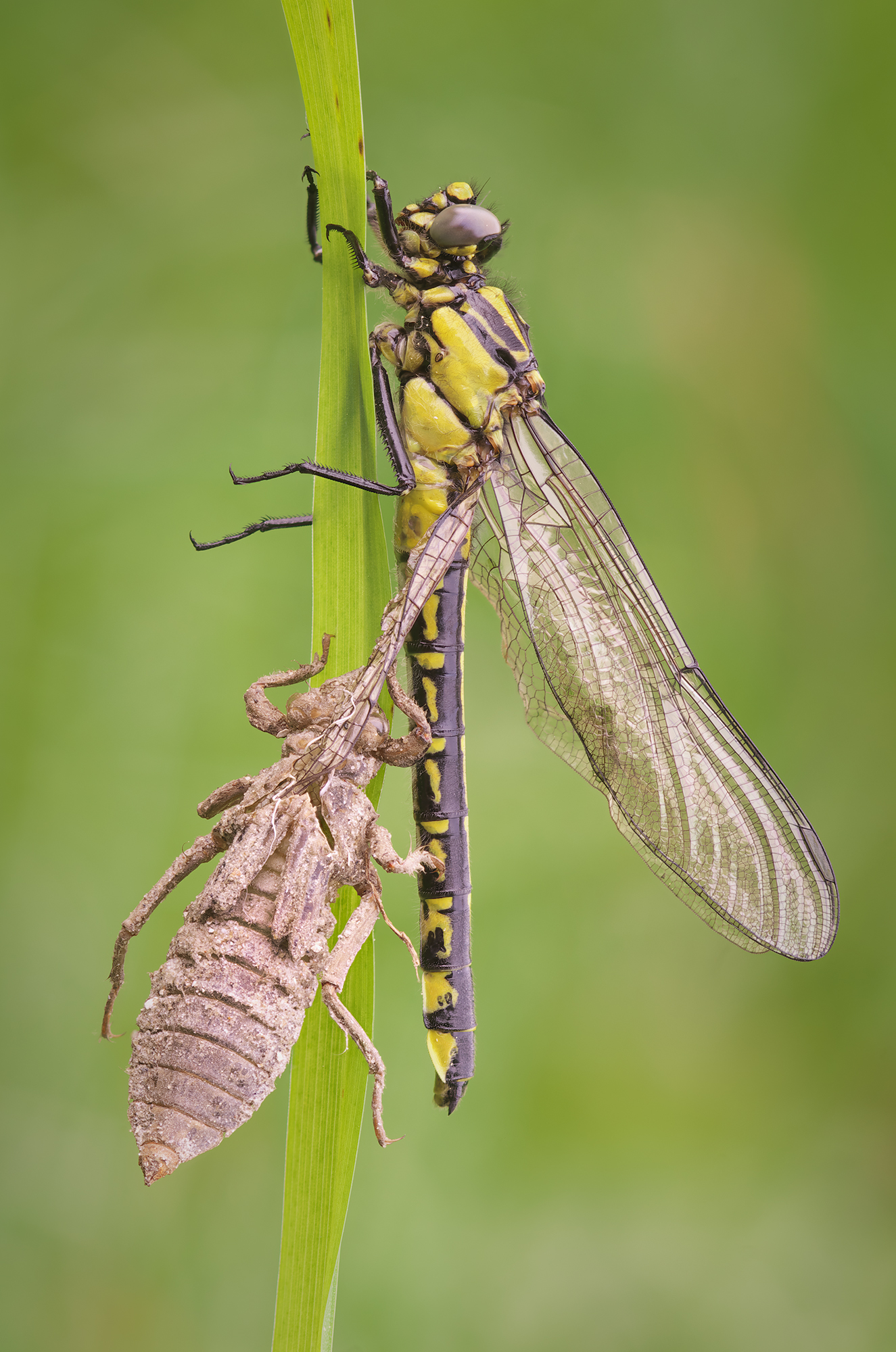 Gomphus vulgatissimus